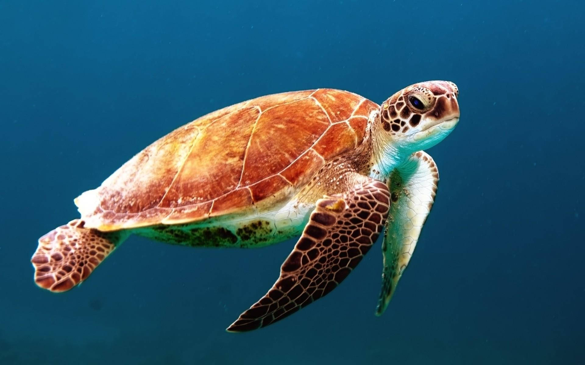 Tortuga Marina con Caparazón Óseo Marrón Fondos de pantalla