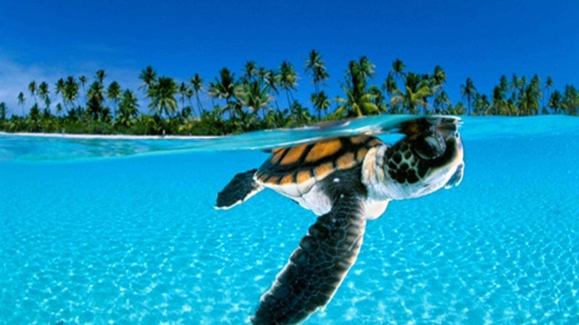 Tortuga marina navegando en un océano azul claro Fondos de pantalla