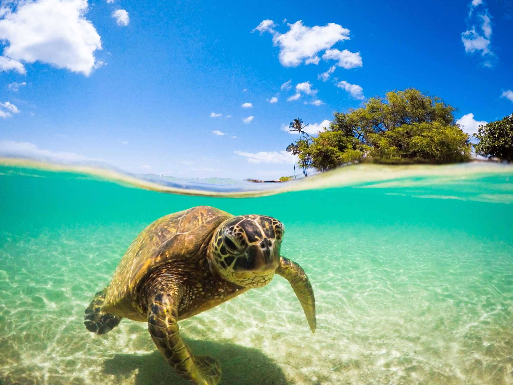 Tortuga marina nadando cerca de una isla Fondos de pantalla