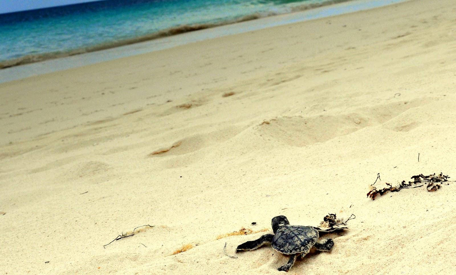 Tortuga marina pobre arrastrándose hacia el océano Fondos de pantalla