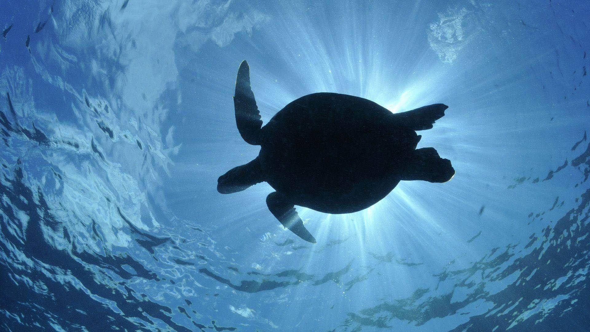 Tortuga Marina Silueteada Fondos de pantalla