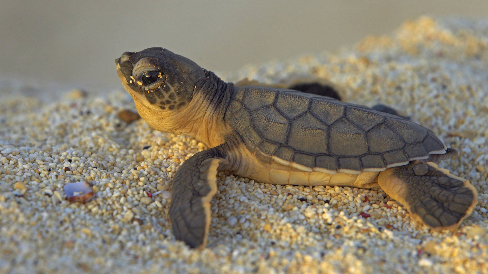 Tortuga Marrón Linda en la Arena Fondos de pantalla