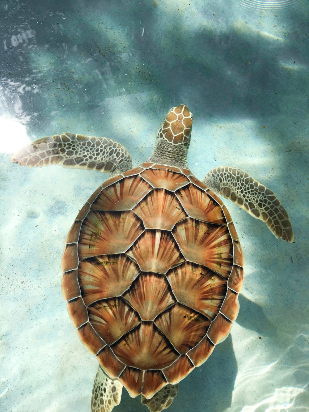 Tortuga Marrón Linda en Día Soleado Fondos de pantalla