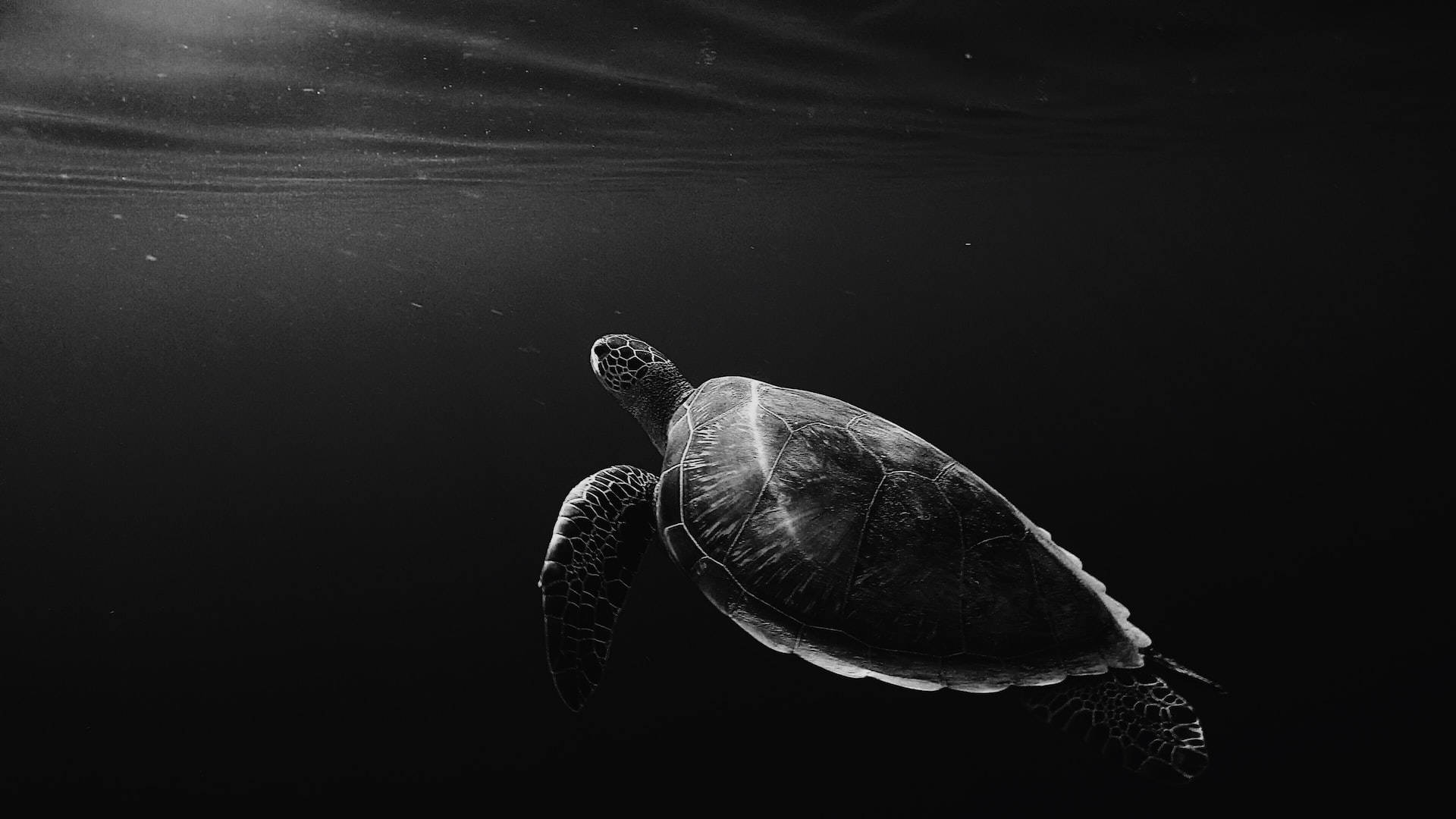 Tortuga Tablet Negra