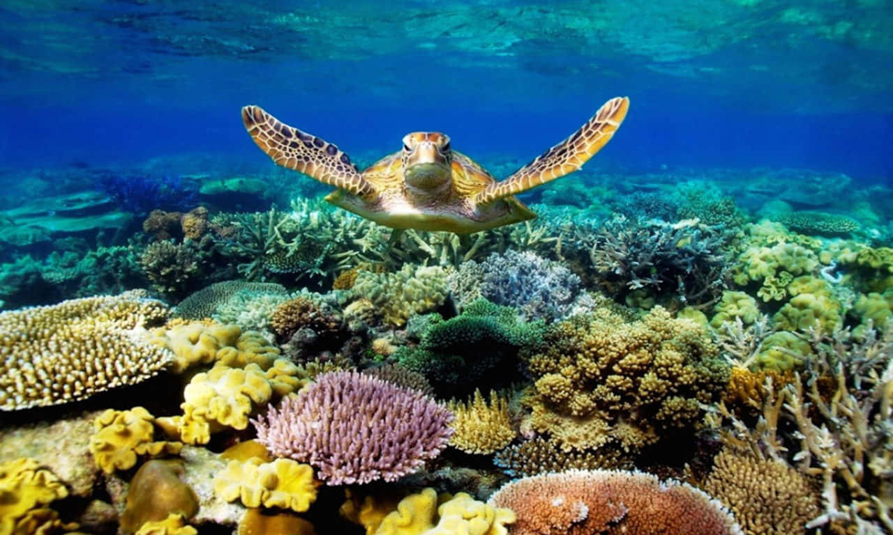 Tortuga nadando bajo el mar imagen estética Fondos de pantalla