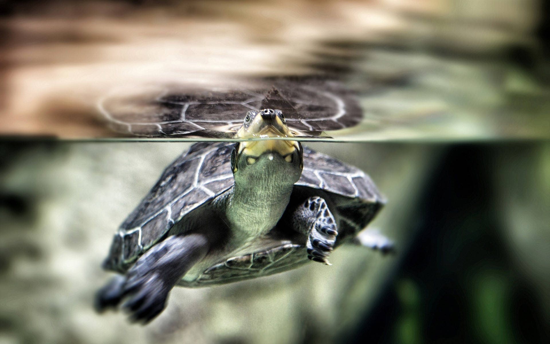 Tortuga Negra Flotante y Linda Fondos de pantalla