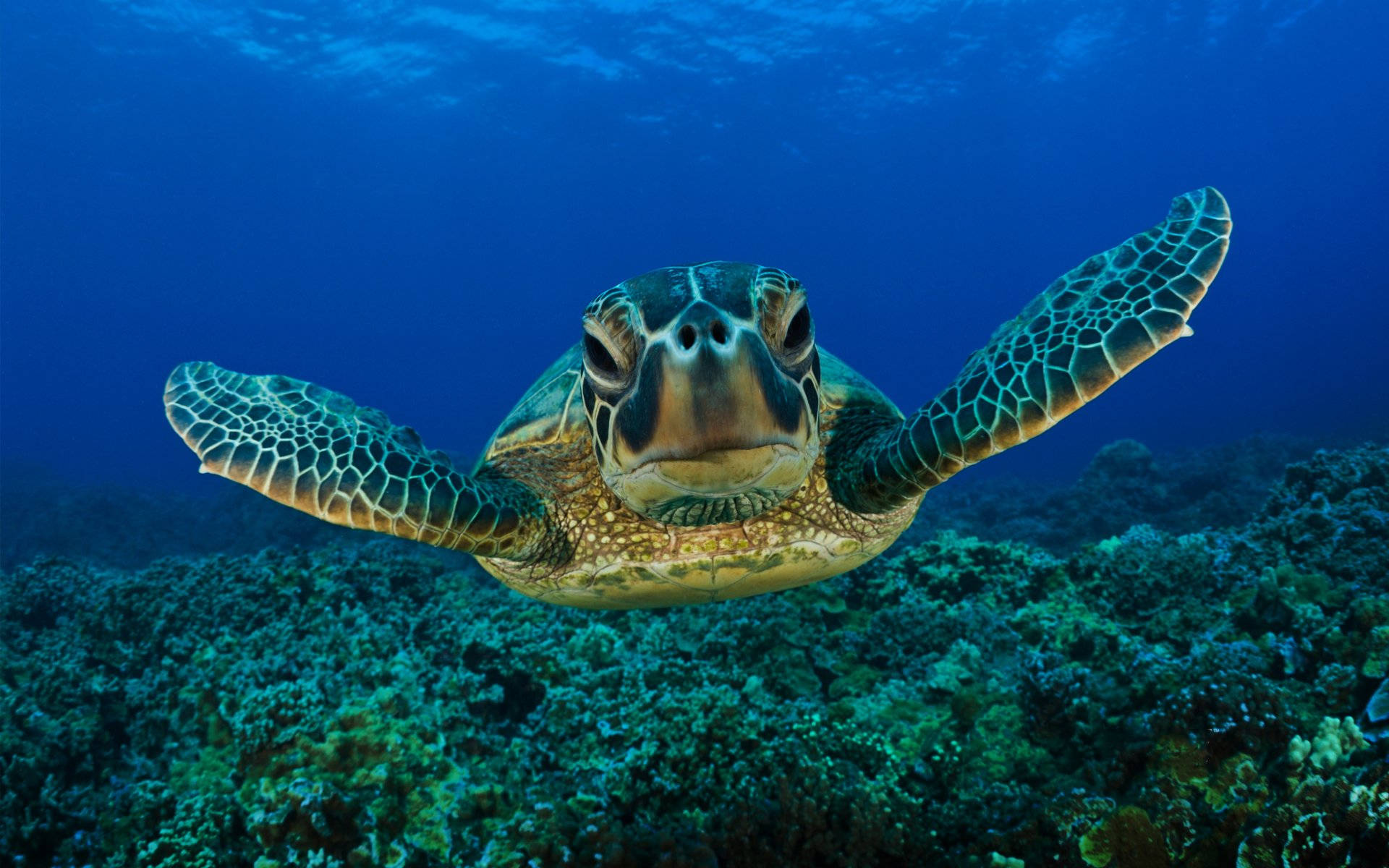 Tortuga Verde Linda con Cara Grande Fondos de pantalla