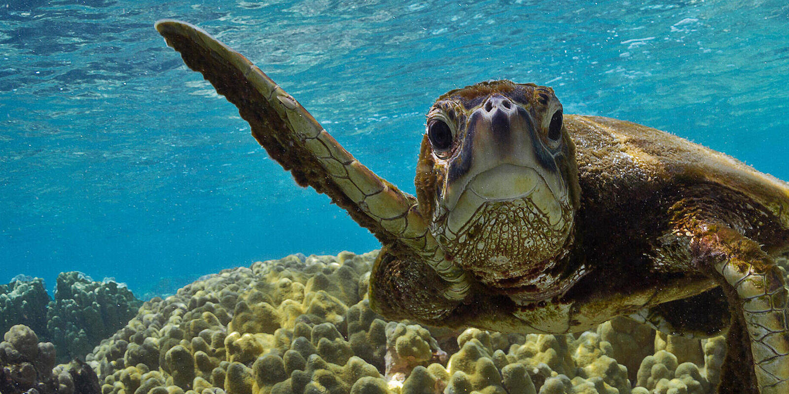 Tortuga vieja grande y linda Fondos de pantalla