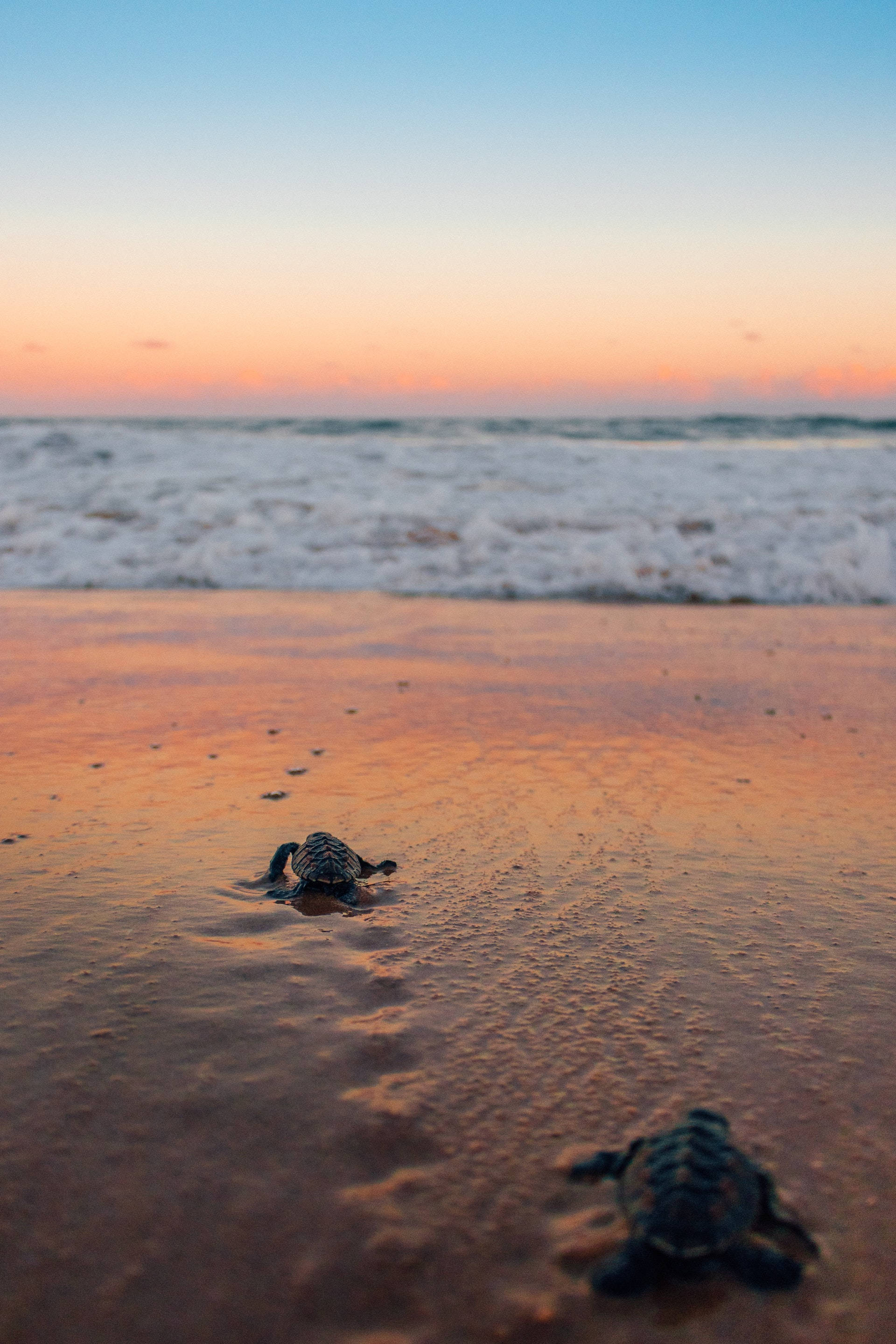 Tortugas marinas arrastrándose en la playa Fondos de pantalla