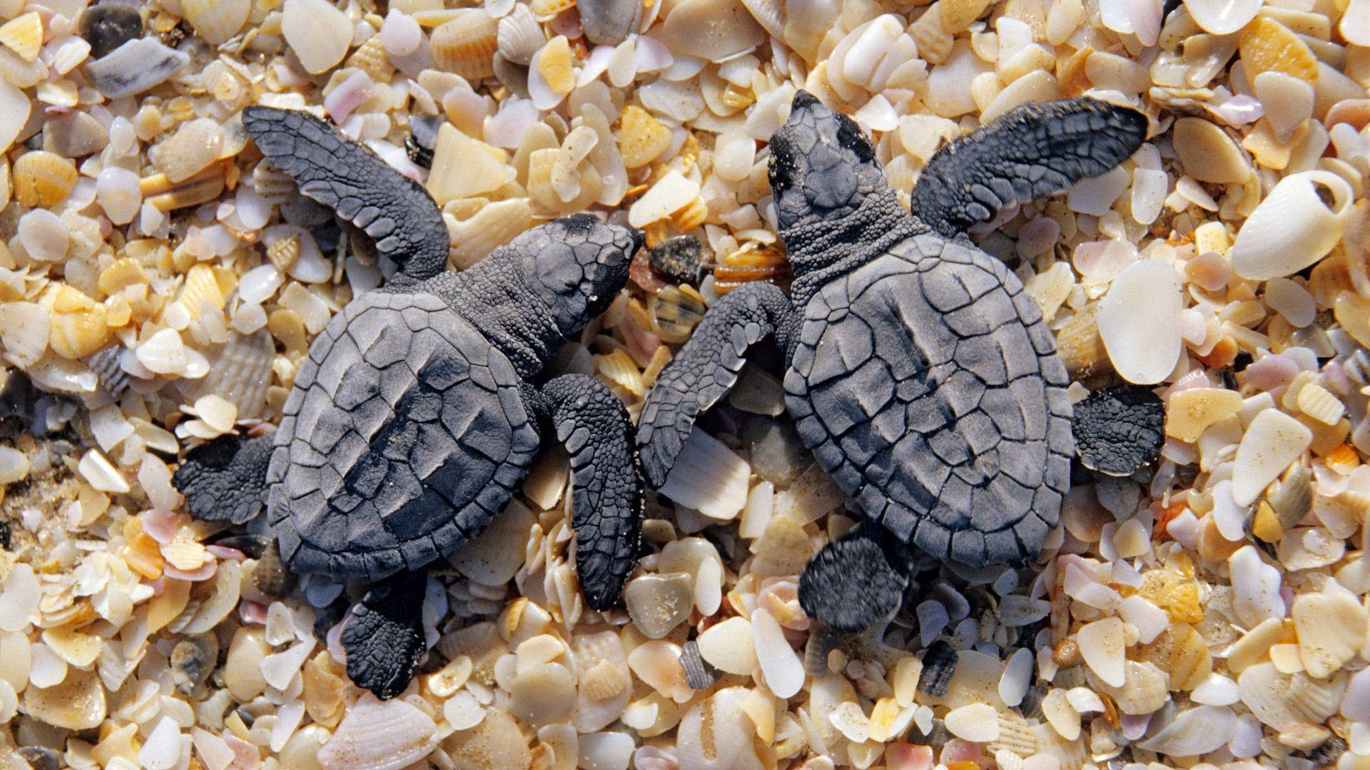 Tortugas Negras Geniales Fondos de pantalla