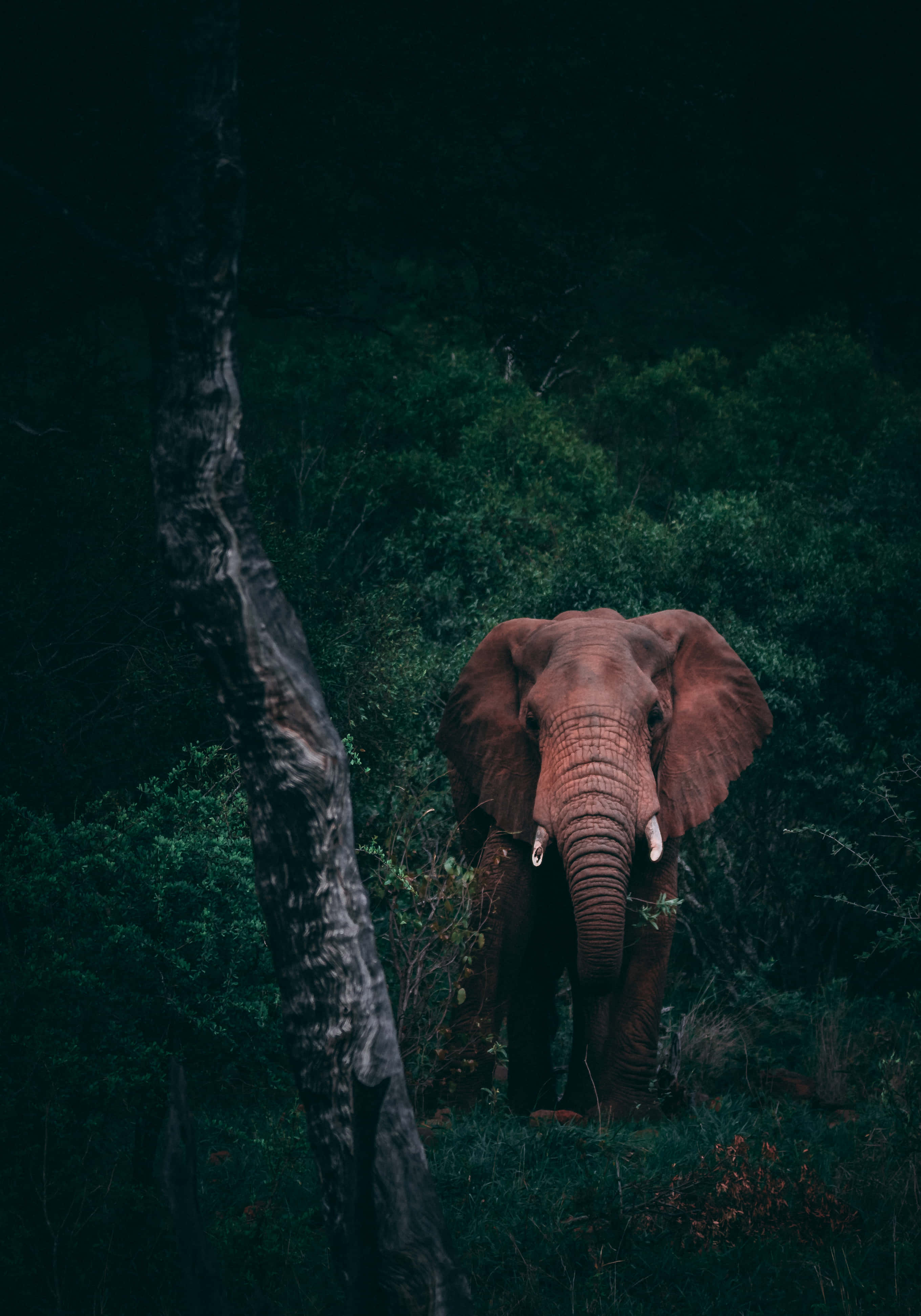 Trabajando en Movimiento con la Laptop Elefante Fondos de pantalla