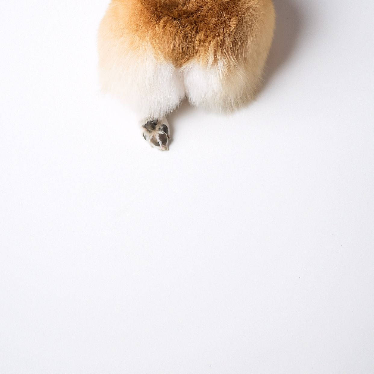 Traseros de Corgi Fondos de pantalla