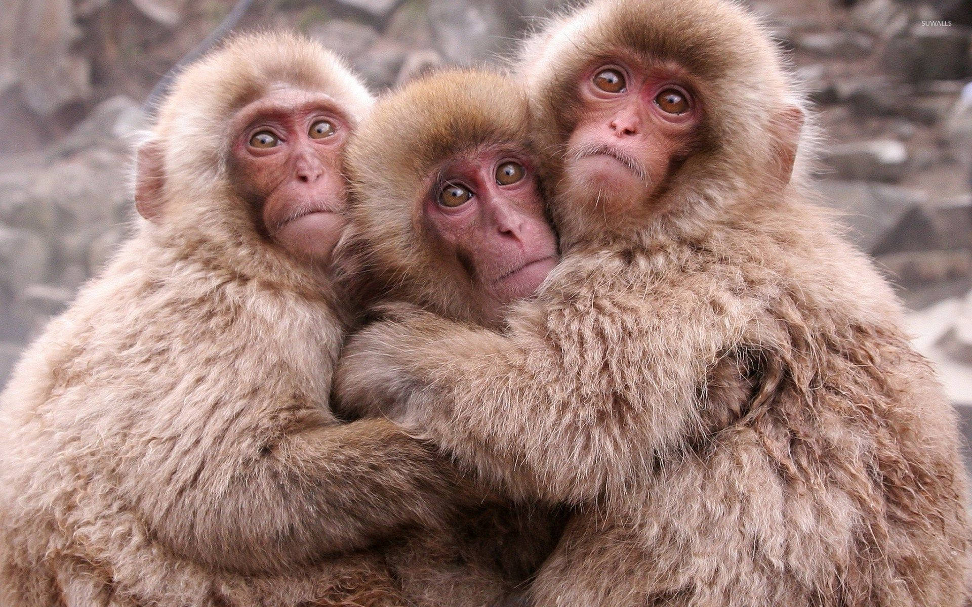 Tres adorables monos posando juntos Fondos de pantalla