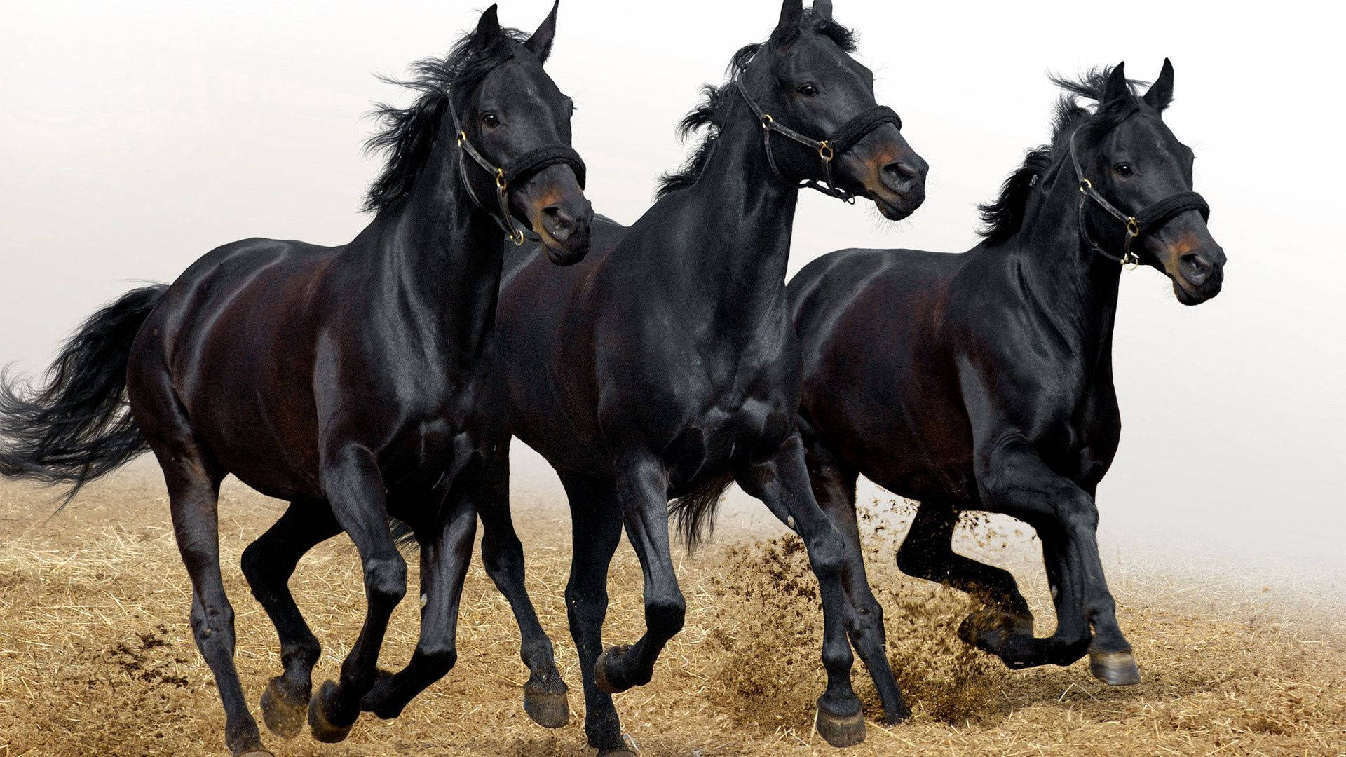 Fondo de pantalla de pintura de tres caballos negros corriendo