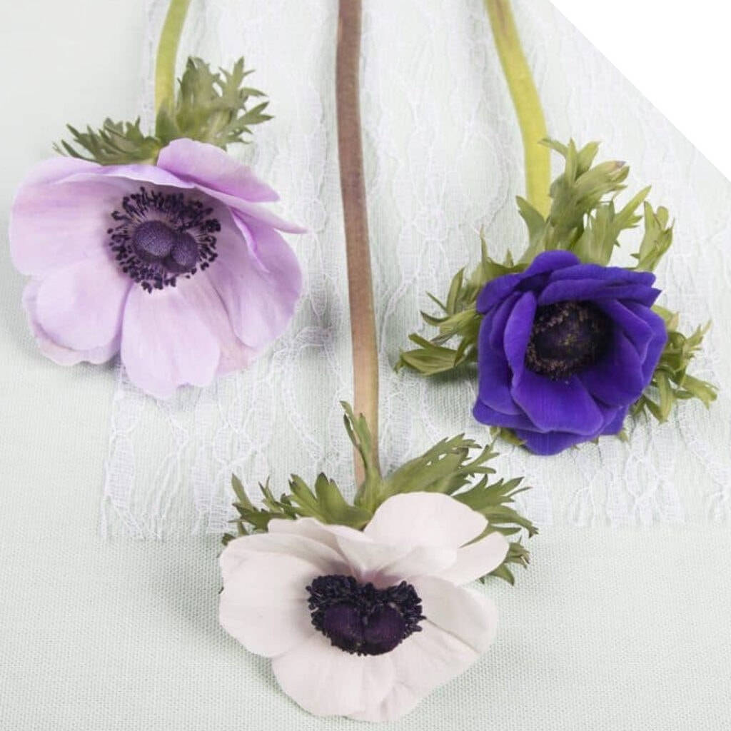 Tres Flores Anémona Fondos de pantalla