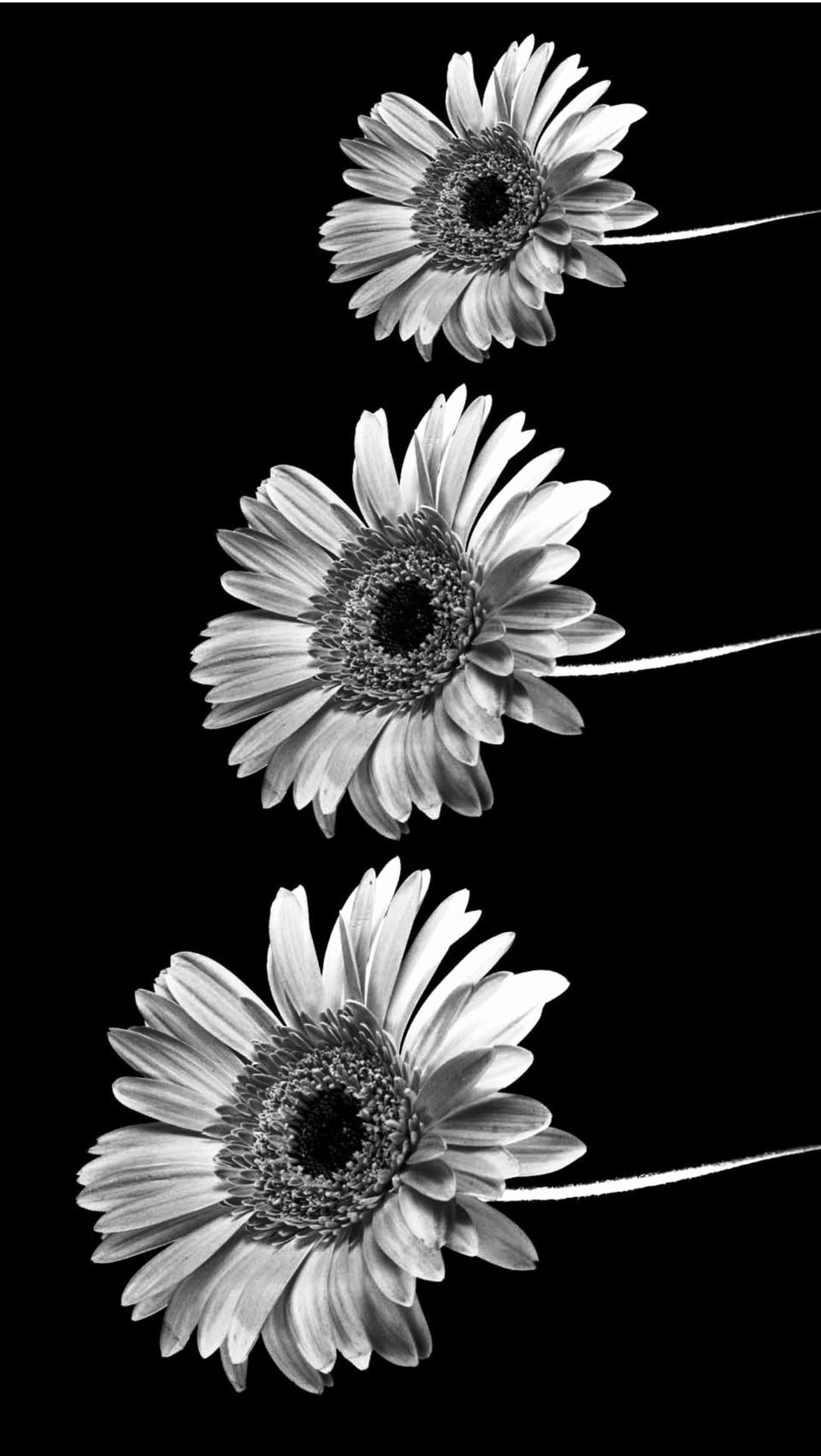 Tres Girasoles Blanco y Negro Estética Teléfono Fondos de pantalla