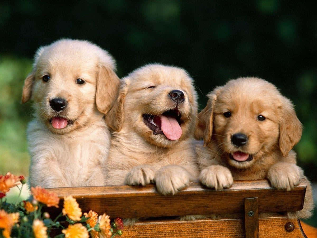 tres golden retrievers sentados en una banca de madera Fondos de pantalla