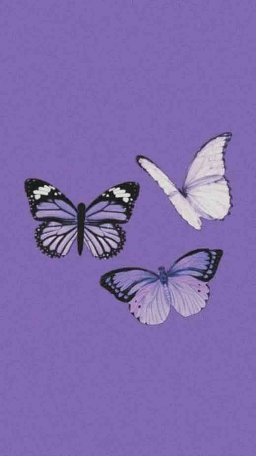 Tres Mariposas Púrpura Imagen Estética Fondos de pantalla