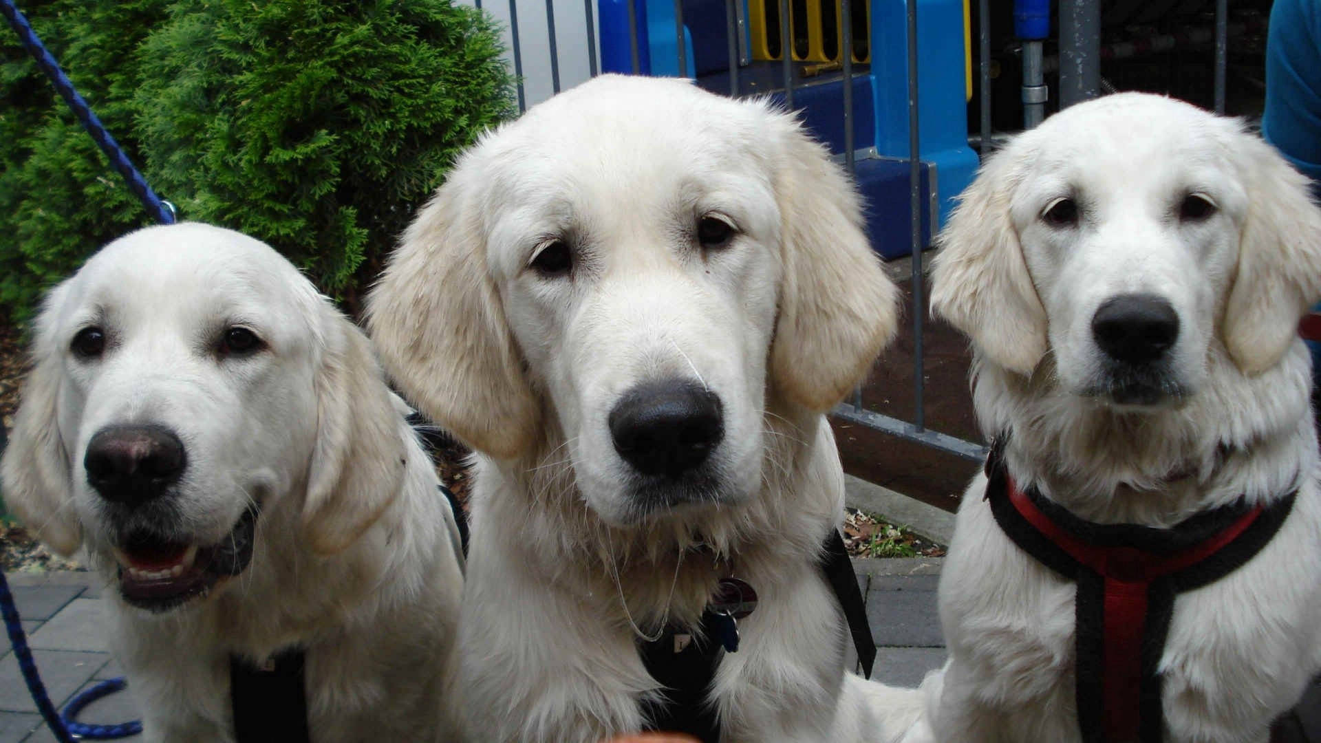 Fondo de pantalla de tres perros labrador color crema adultos frente a una casa
