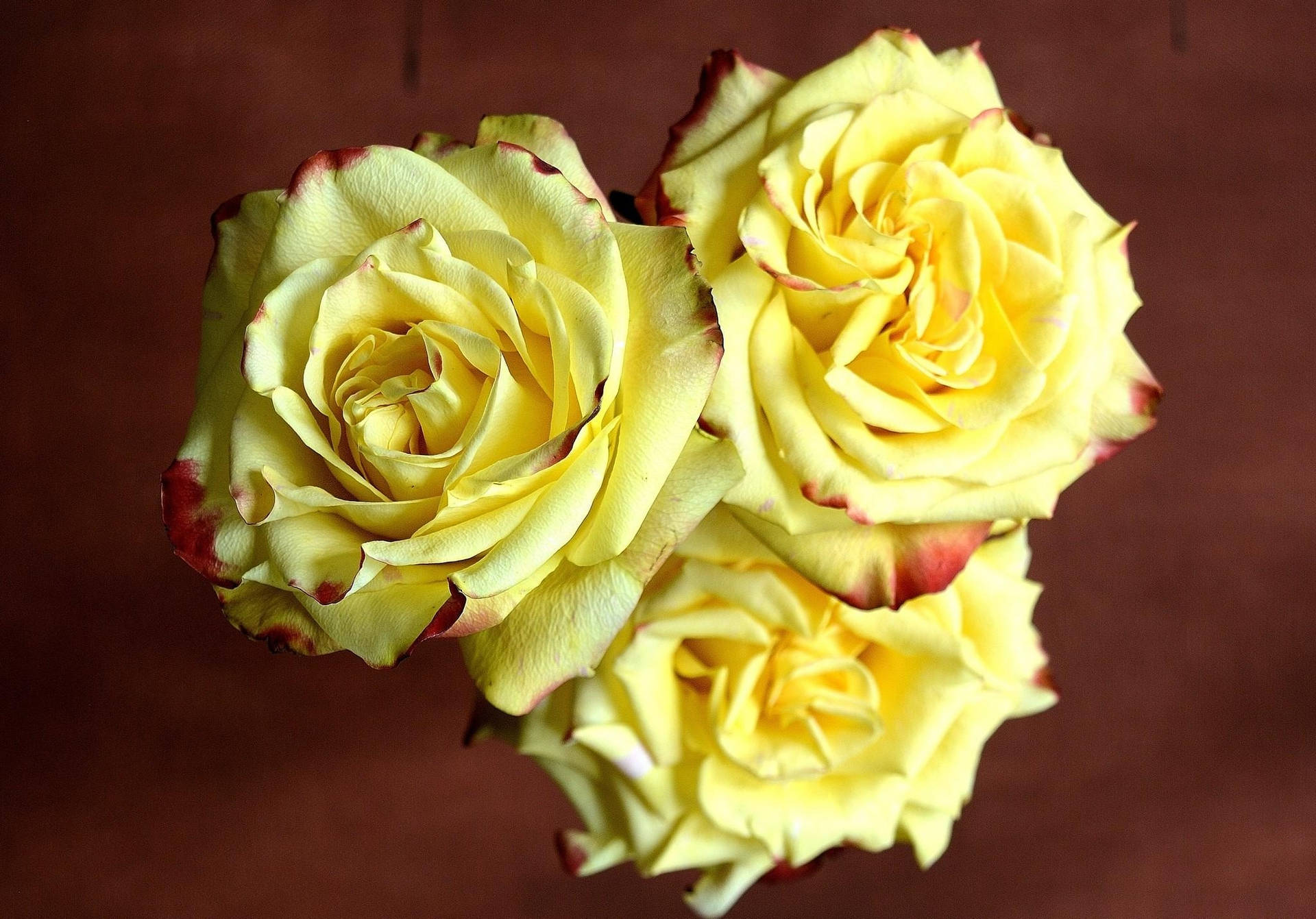 Tres Rosas Amarillas de Colores Nítidos