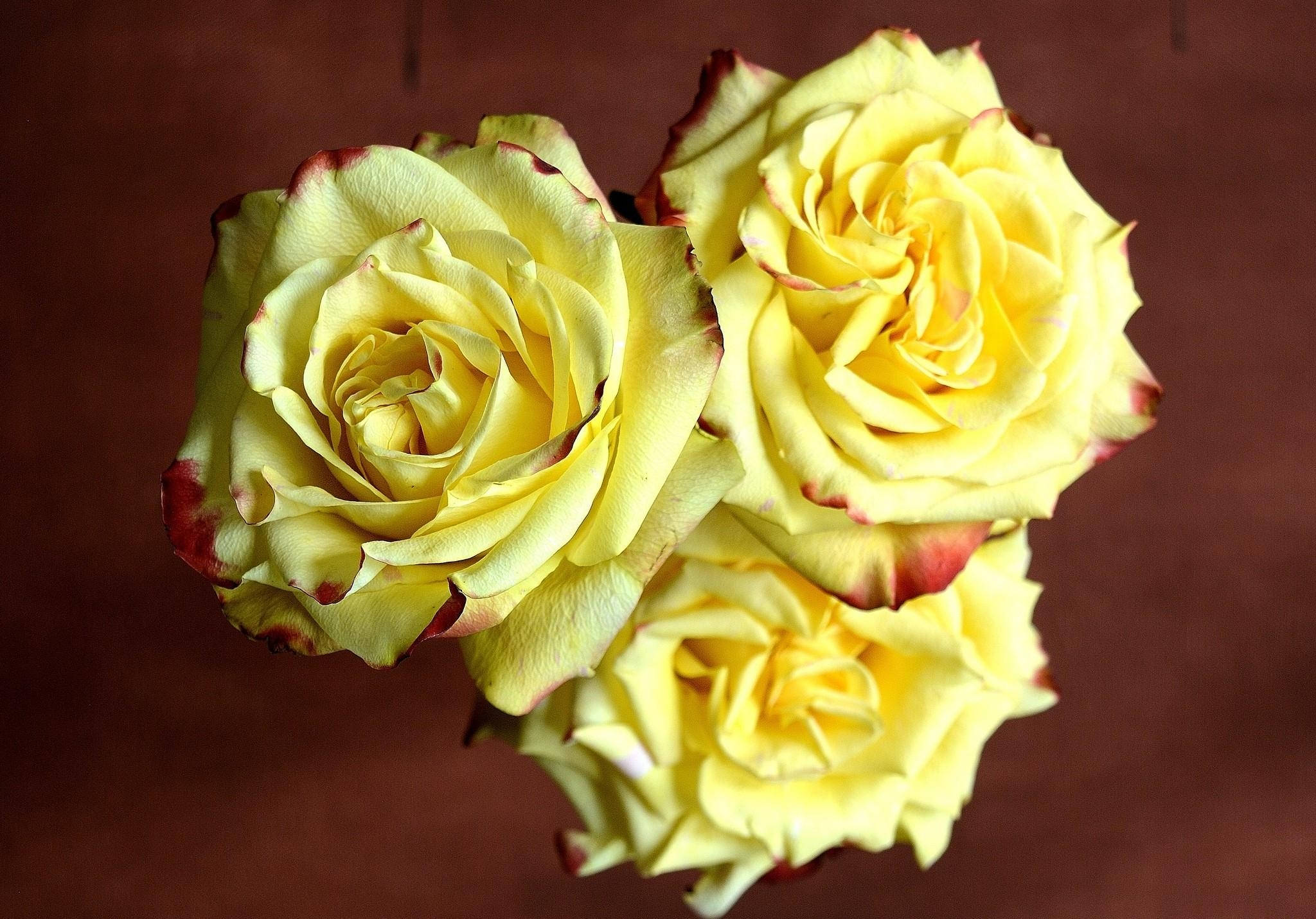 Tres Rosas Amarillas de Colores Nítidos Fondos de pantalla