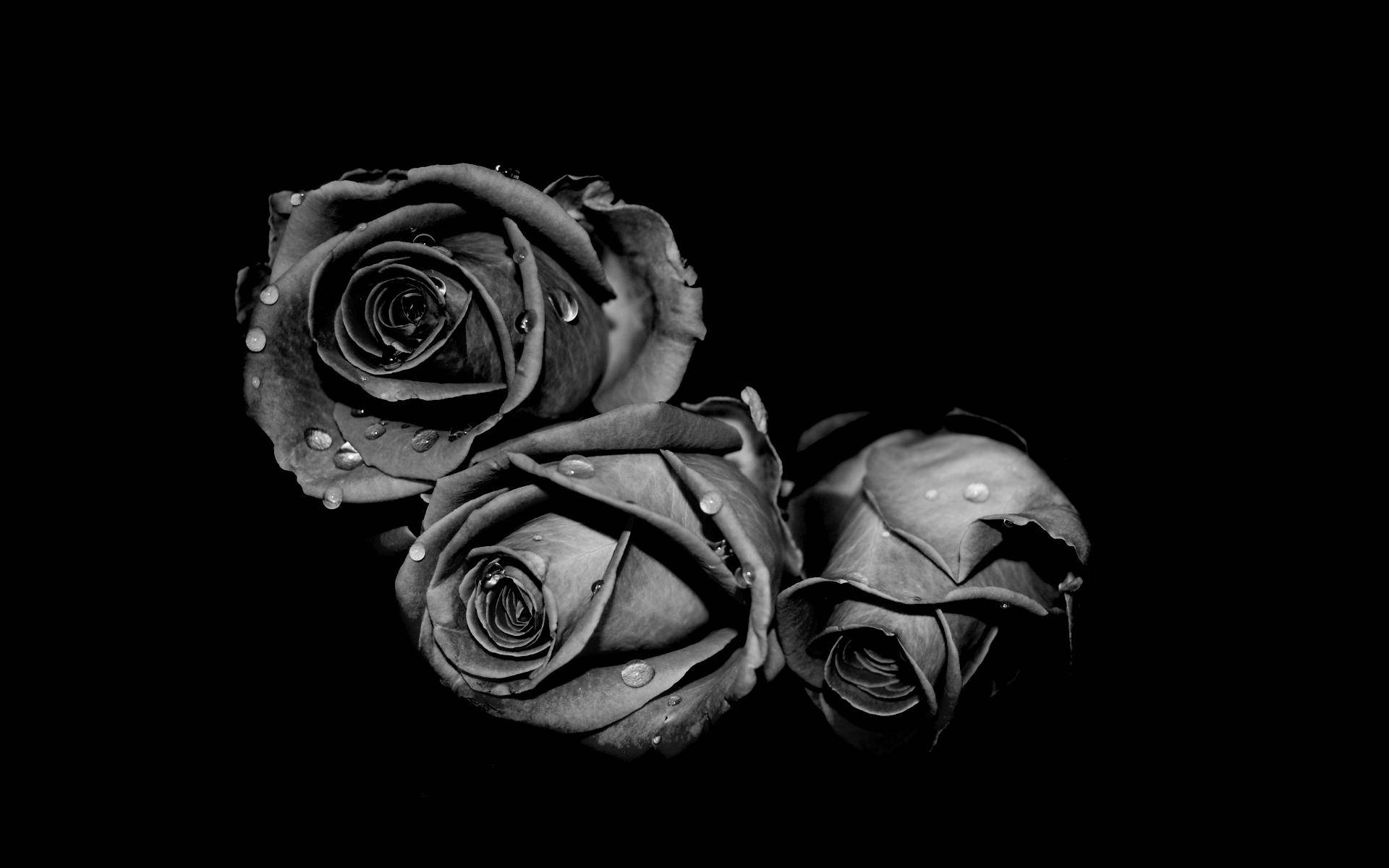 Tres Rosas en Blanco y Negro Fondos de pantalla
