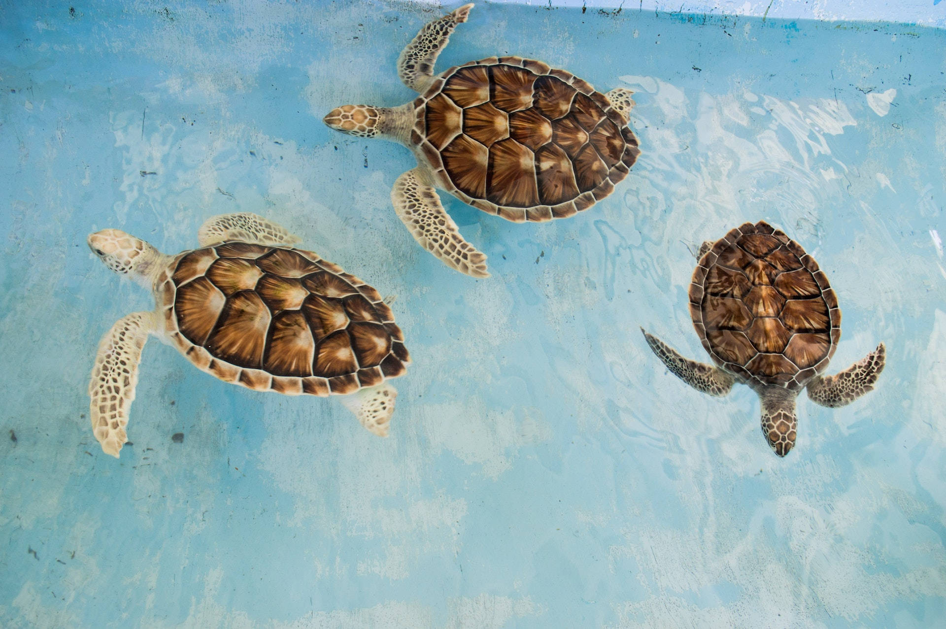 Tres Tortugas Marinas Fondos de pantalla