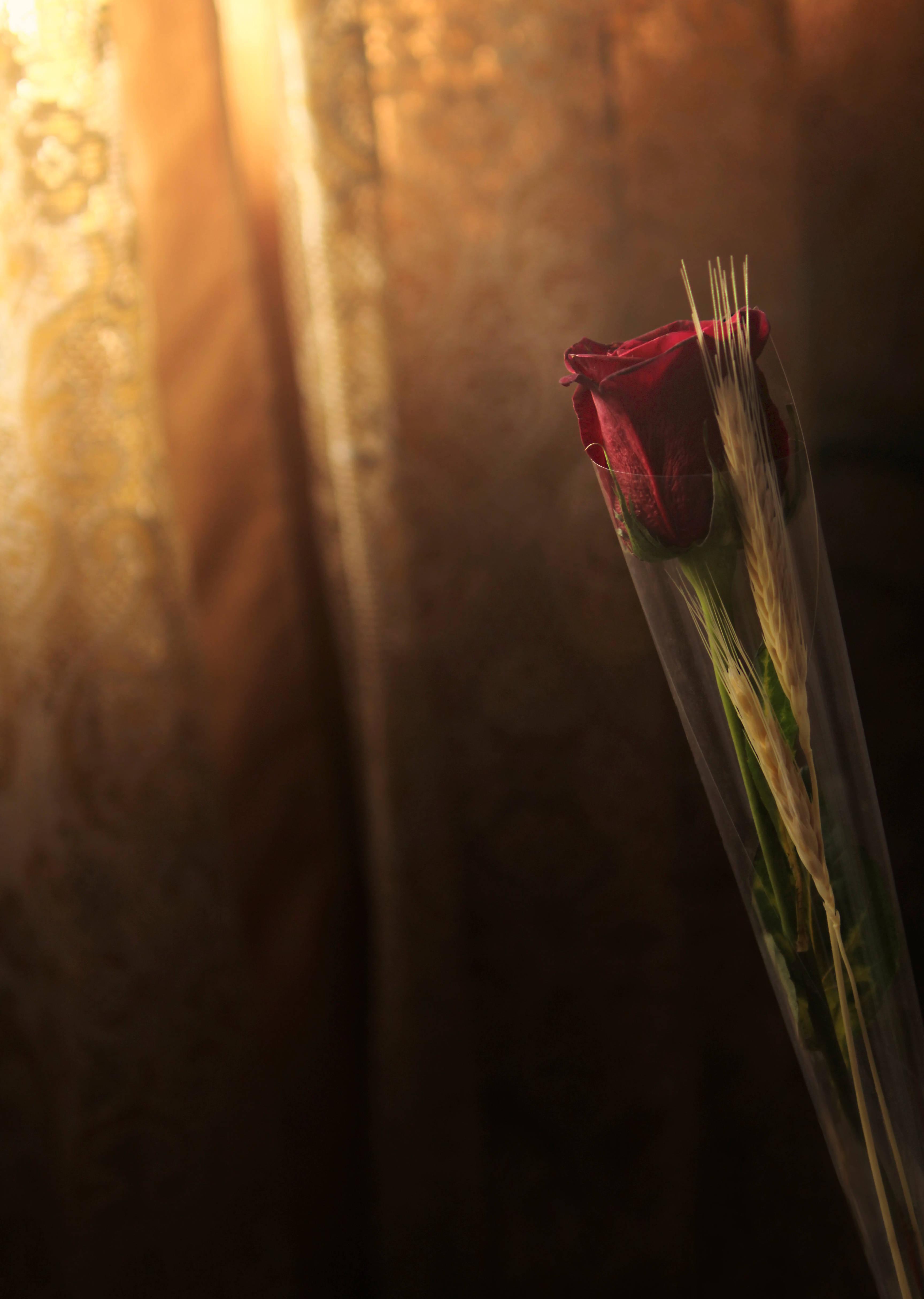 Trigo y flor de rosa roja Fondos de pantalla