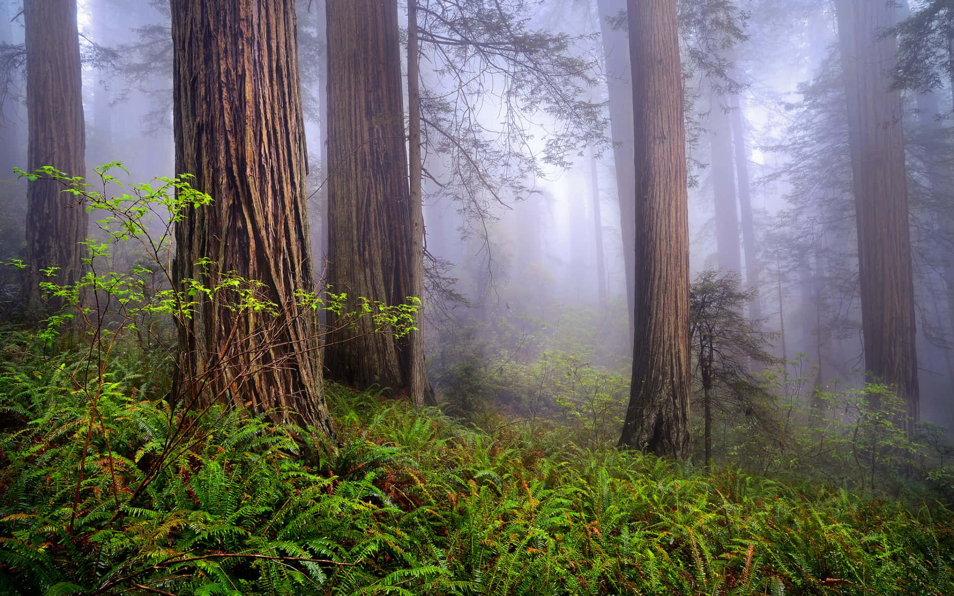 Troncos Texturizados de Secuoyas en el Parque Nacional Redwood Fondos de pantalla