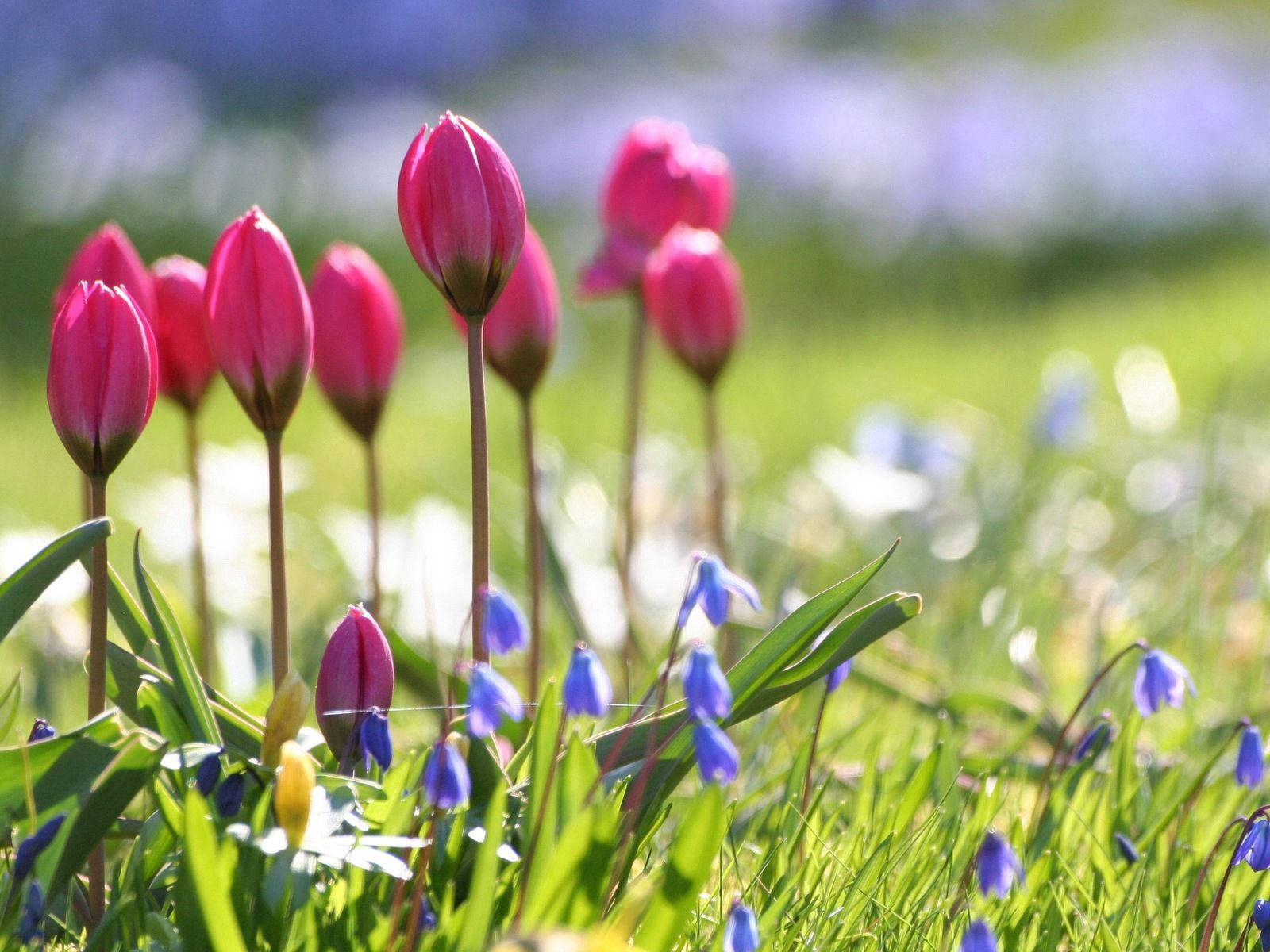 Tulipanes Rosados Nítidos