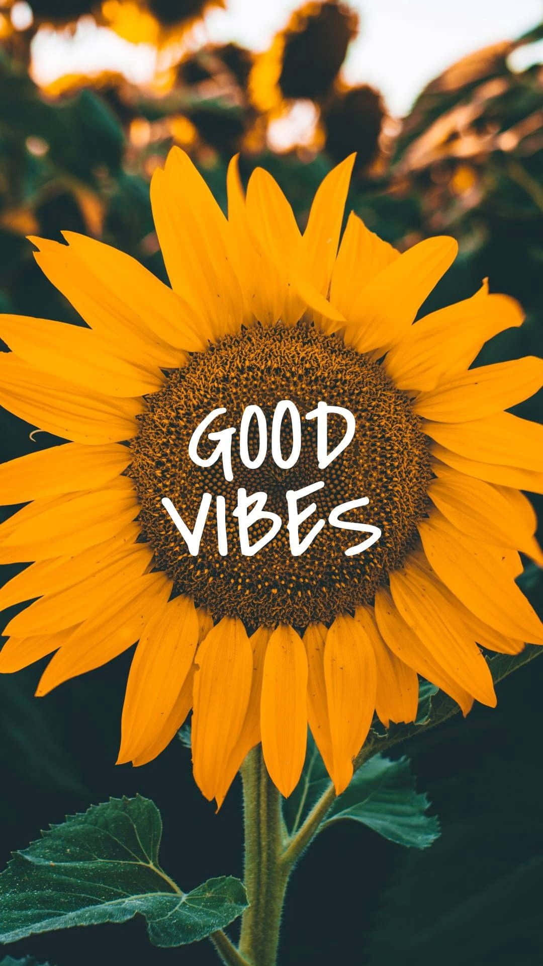 Tumblr Estético Buena Vibra Girasol Fondos de pantalla