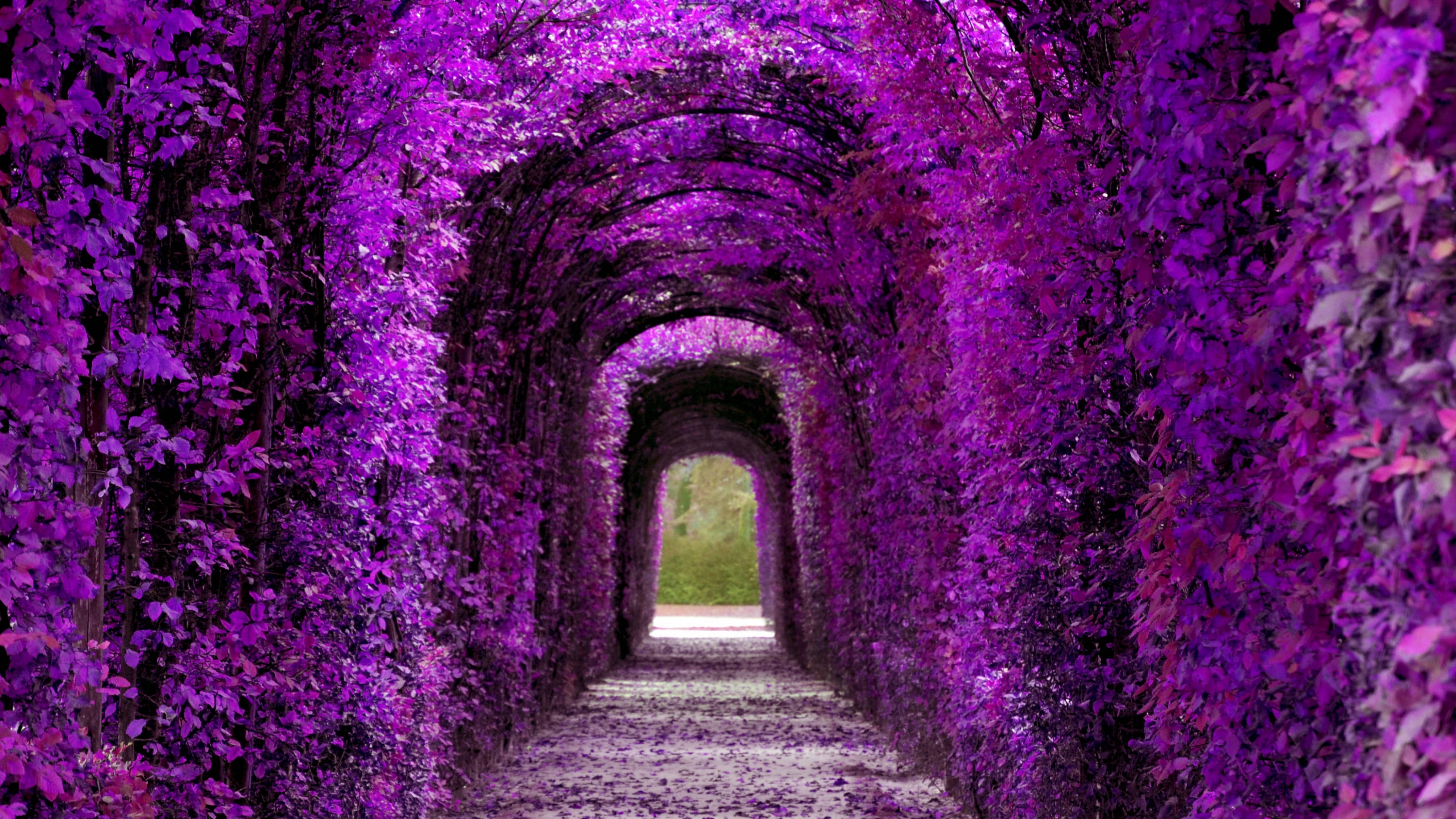 Túnel de Plantas Estético Violeta Fondos de pantalla