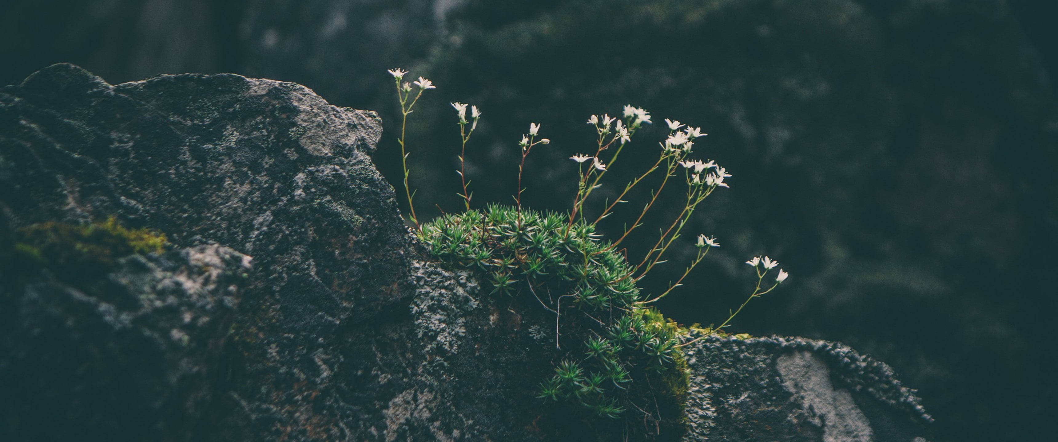 Ultra Wide 4K Flores Silvestres Fondos de pantalla