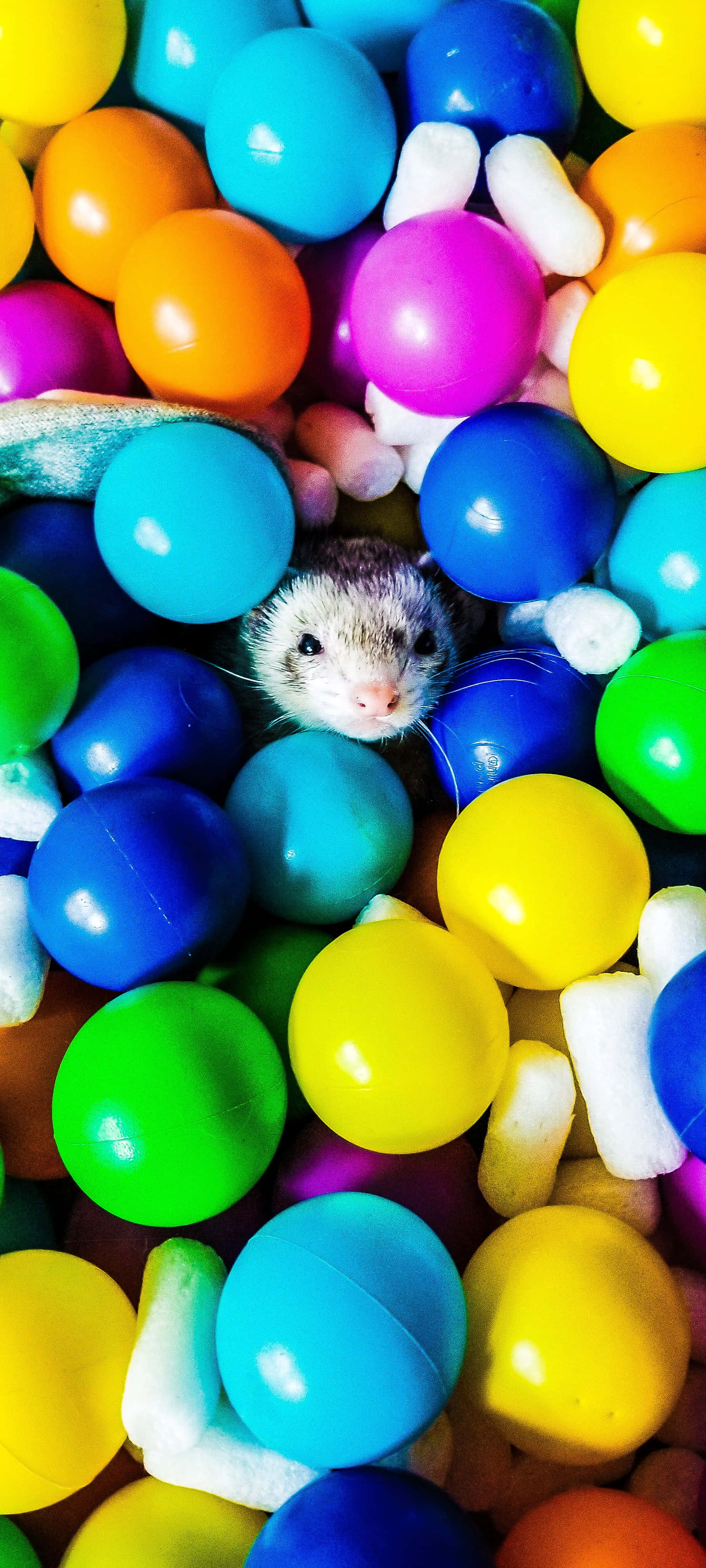 Un adorable hurón mordisquea una sabrosa golosina Fondos de pantalla