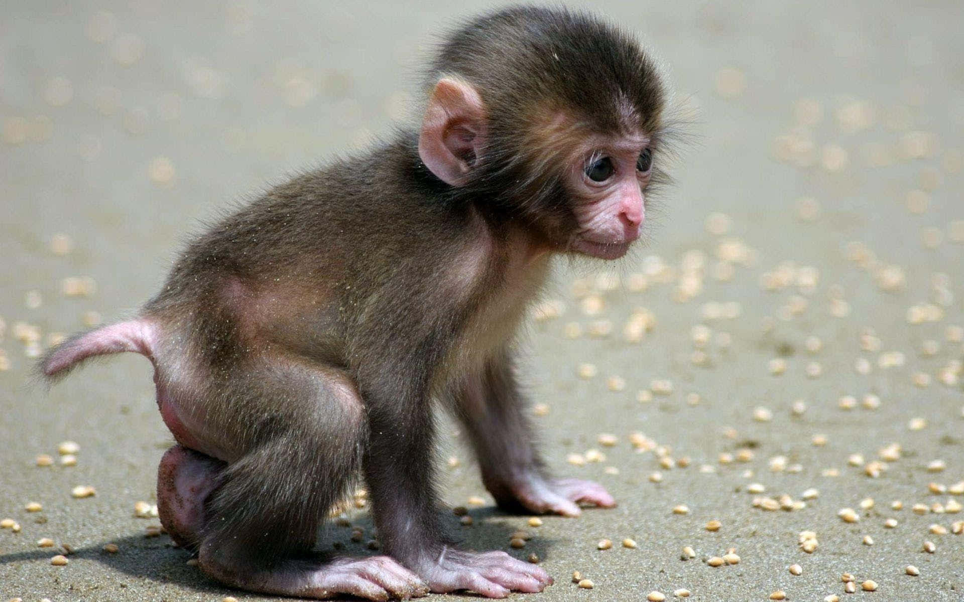 Un adorable mono jugando en un árbol Fondos de pantalla
