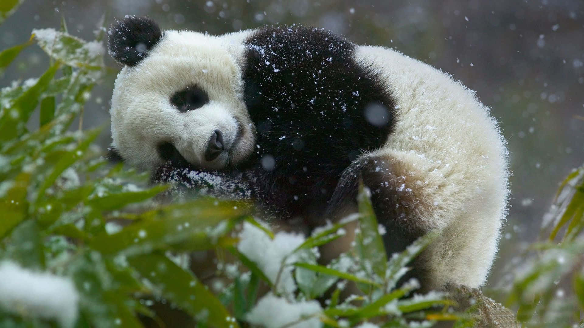 Un Adorable Panda Relajándose en un Bosque de Bambú Fondos de pantalla