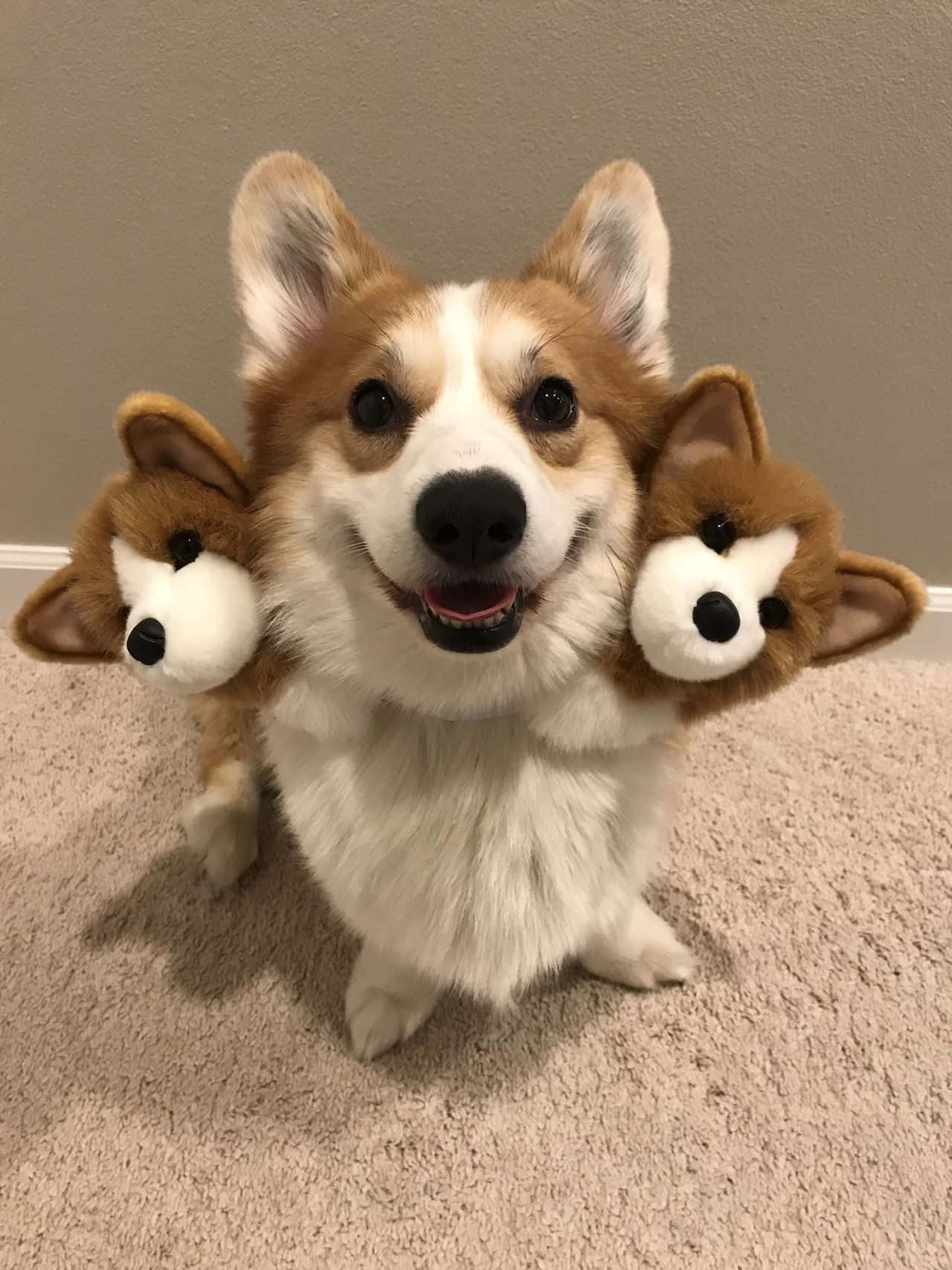 ¡Un alegre corgi disfrutando de un día perfecto! Fondos de pantalla