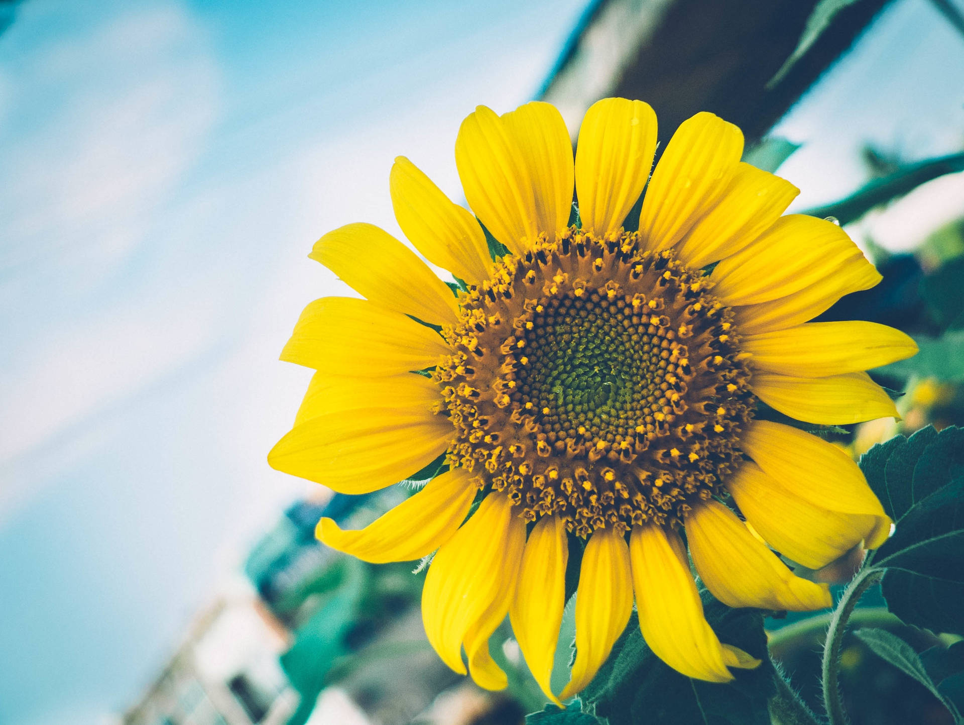 Girasol amarillo con pétalos rizados en un día brillante, primer plano.