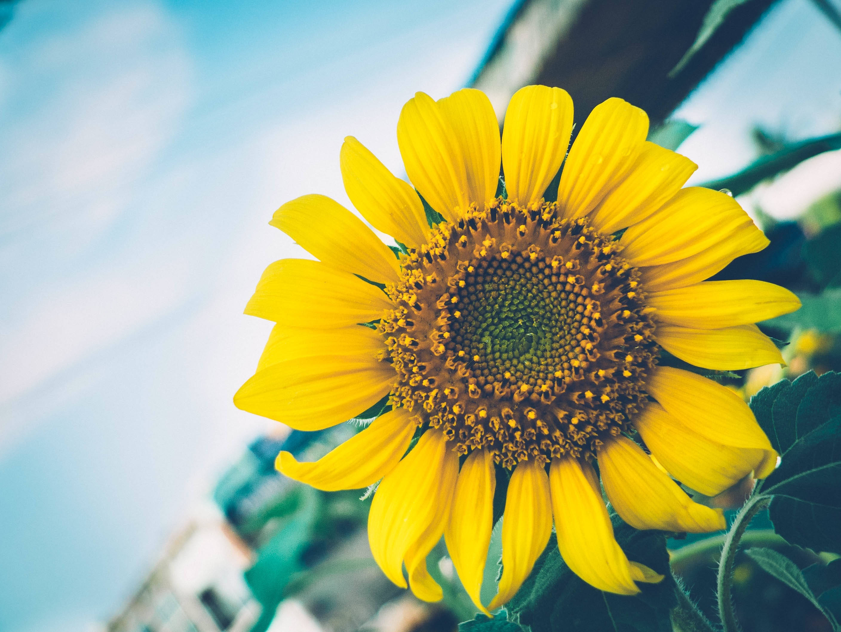 Un alegre girasol alegra el día. Fondos de pantalla