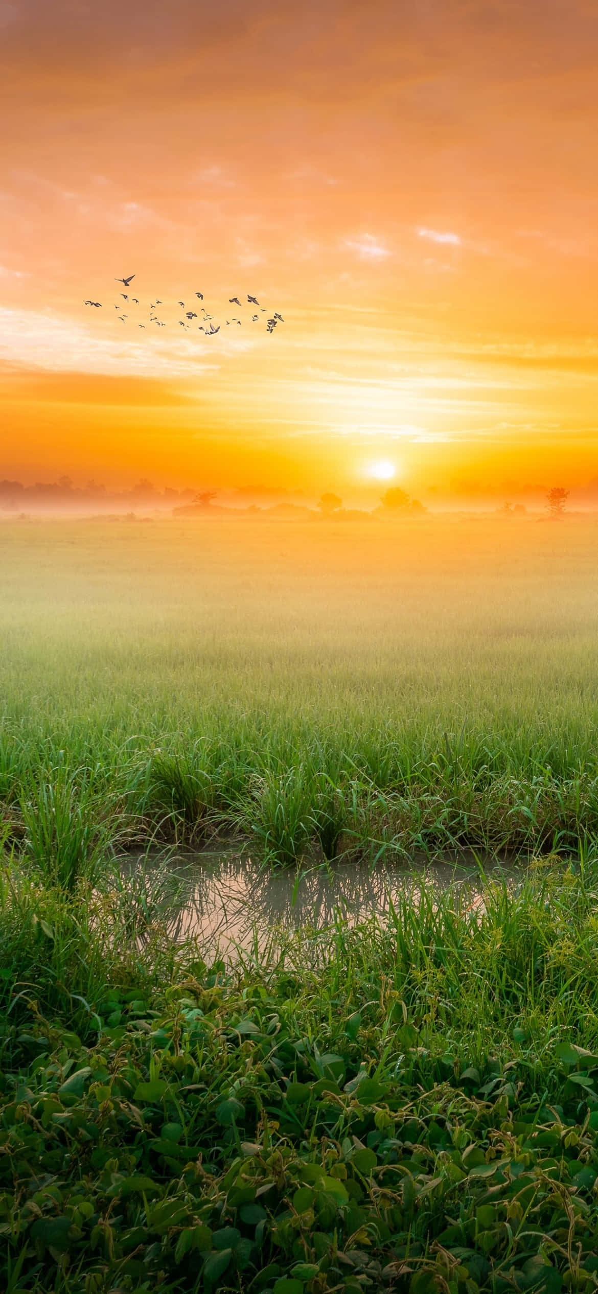 Un amanecer trae esperanza y optimismo para el día. Fondos de pantalla