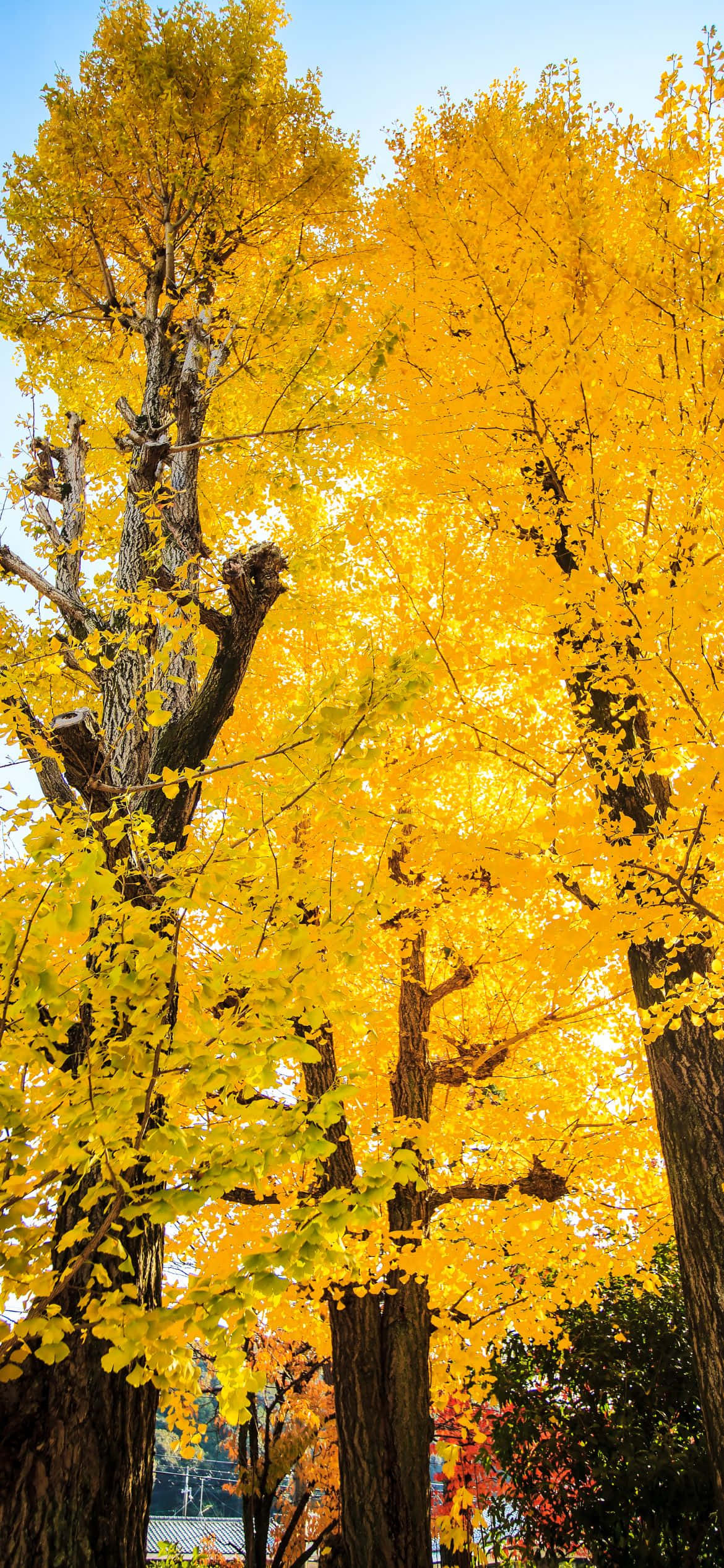 un árbol amarillo con hojas Fondos de pantalla