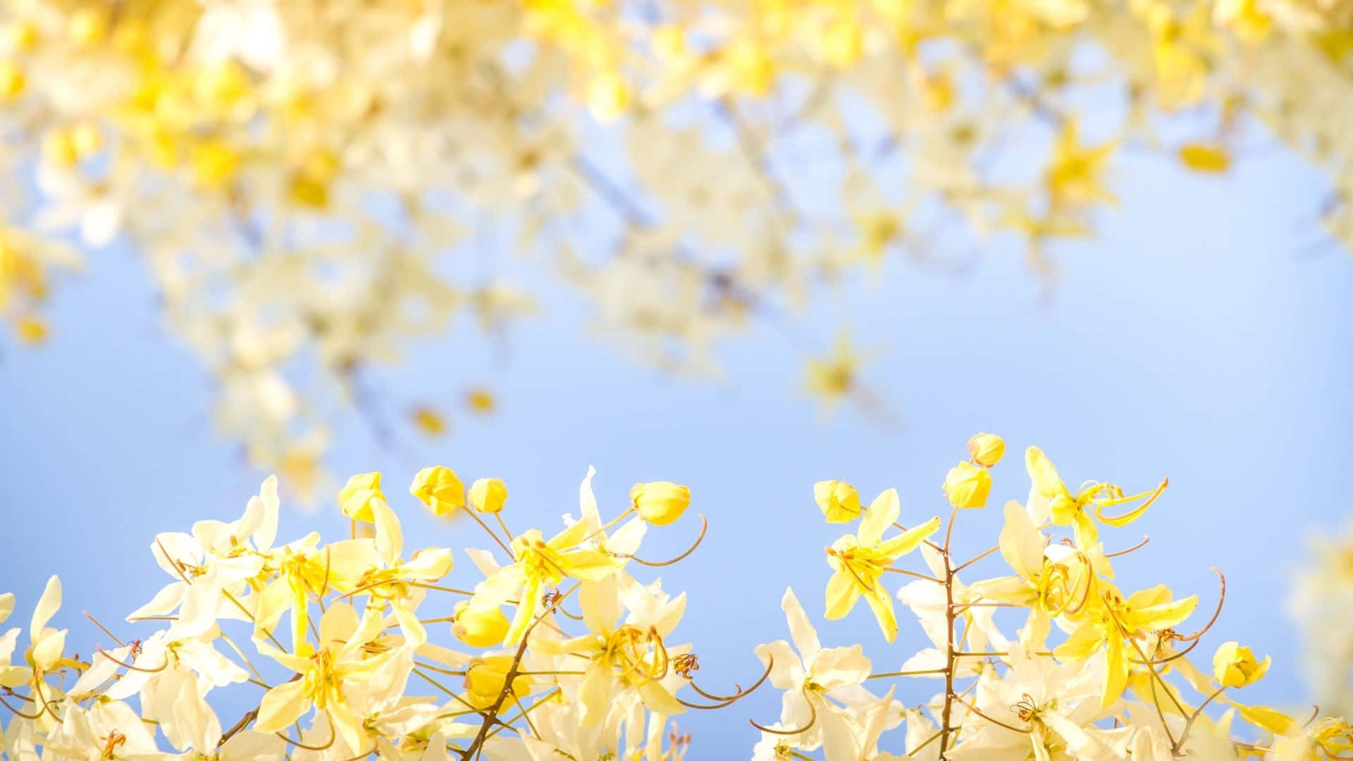 un árbol con flores amarillas Fondos de pantalla