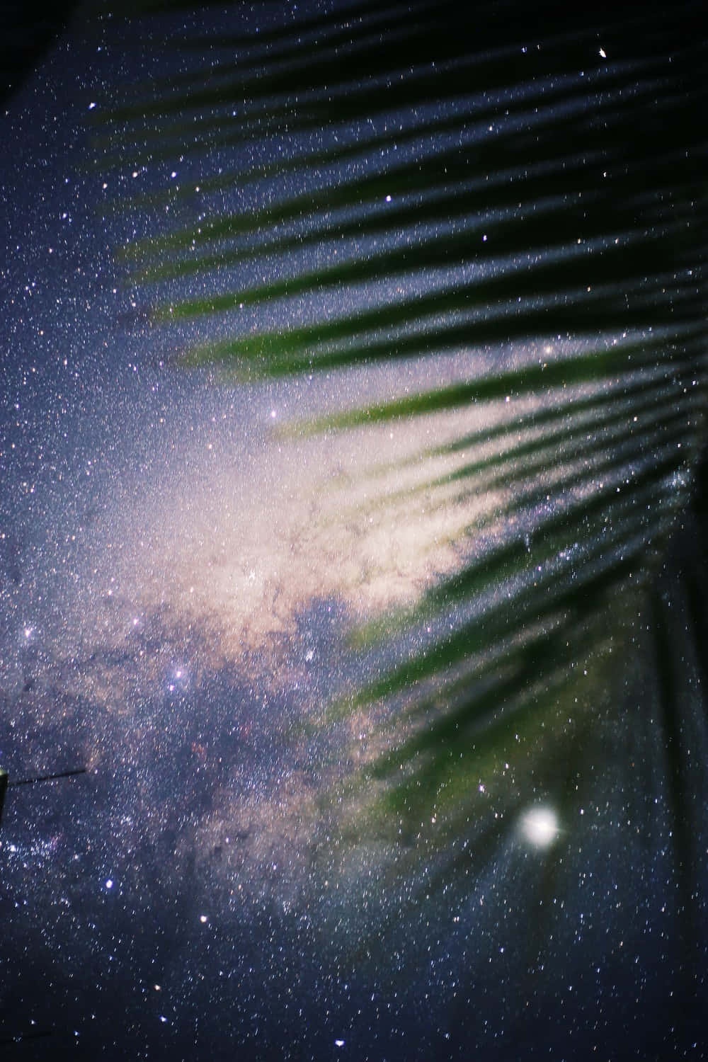 un árbol con hojas Fondos de pantalla