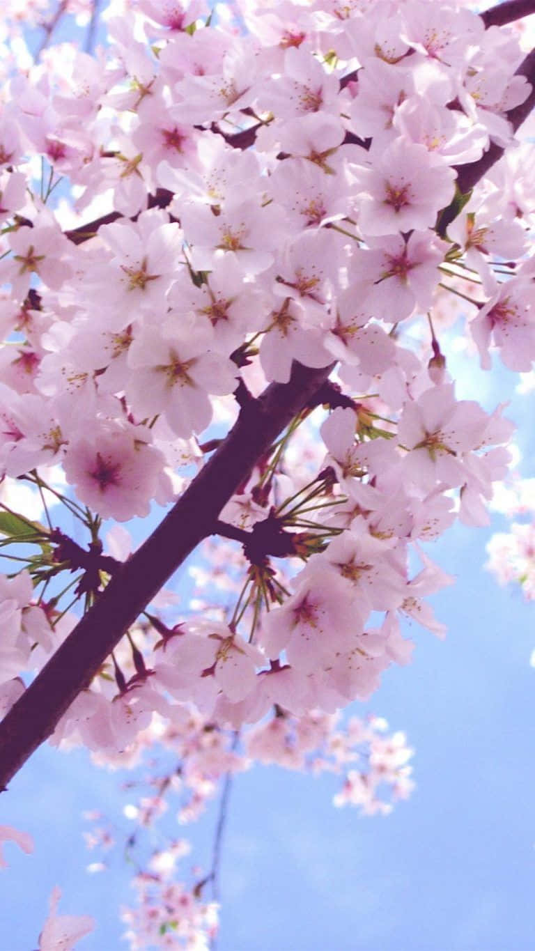 Un árbol de cerezo en flor rosa con cielo azul Fondos de pantalla