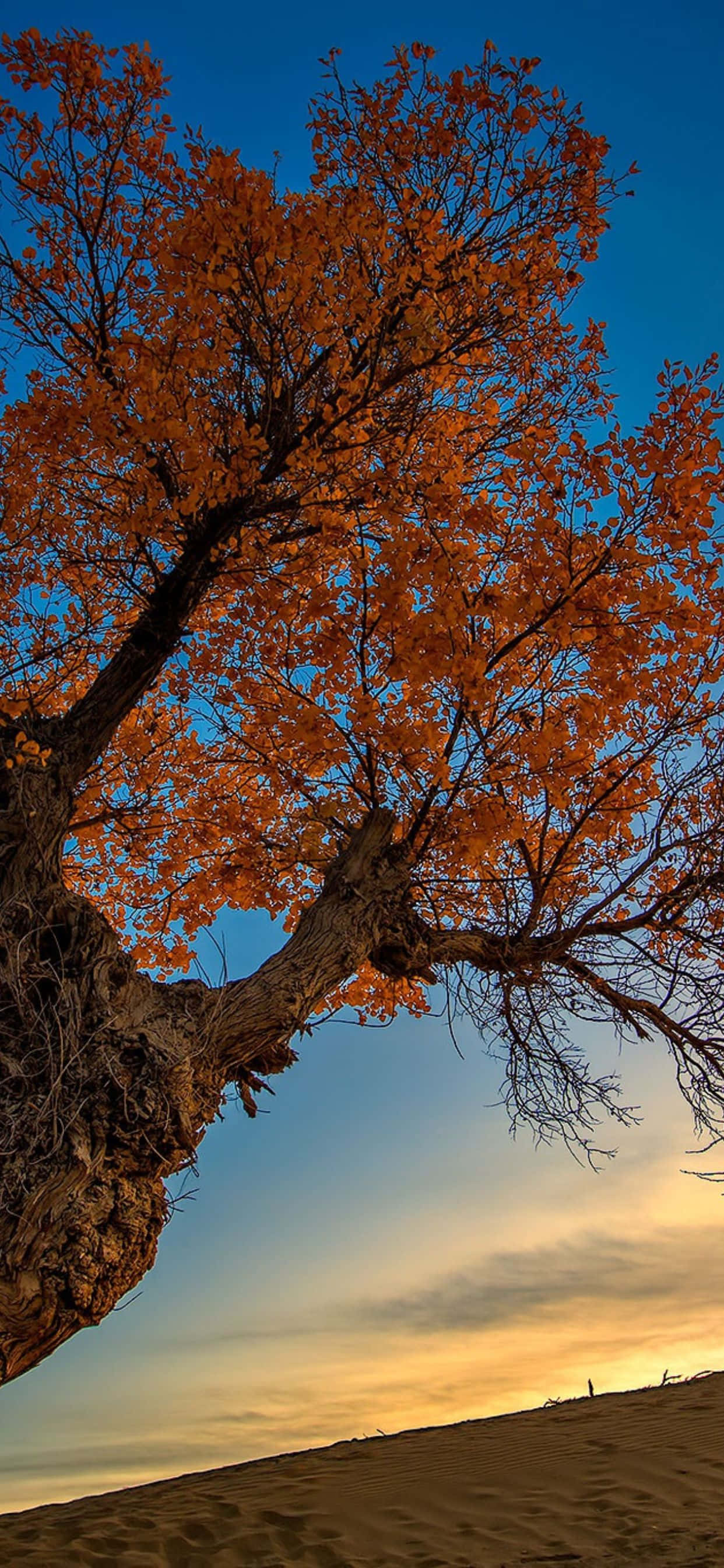 un árbol en el desierto Fondos de pantalla