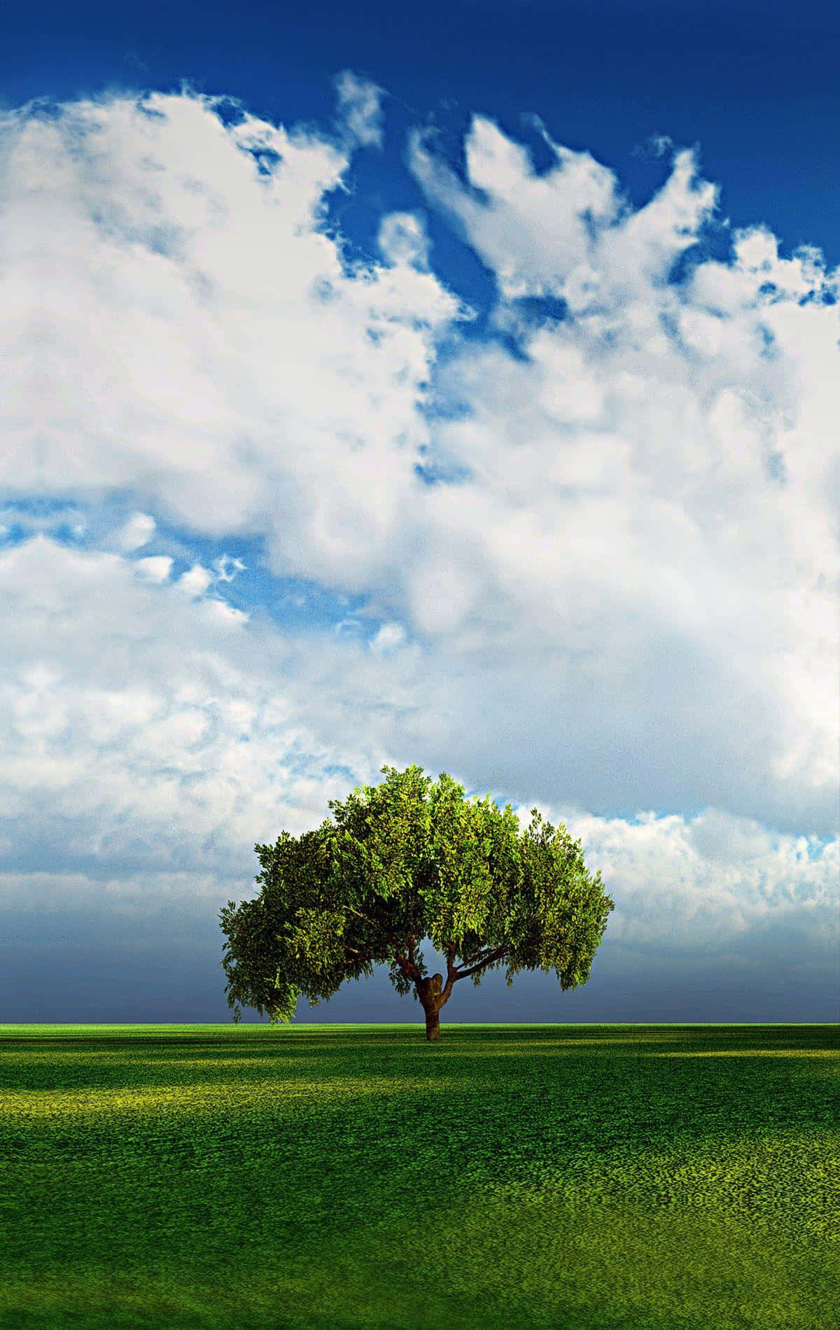un árbol en un campo Fondos de pantalla