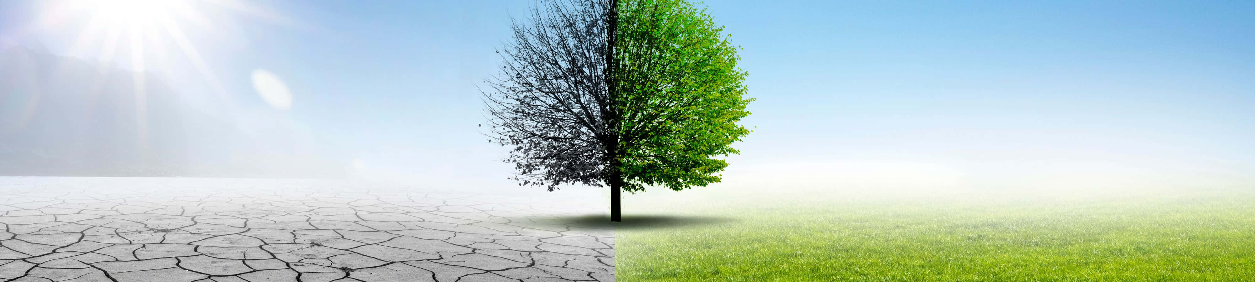 un árbol en un campo seco con el sol brillando sobre él Fondos de pantalla