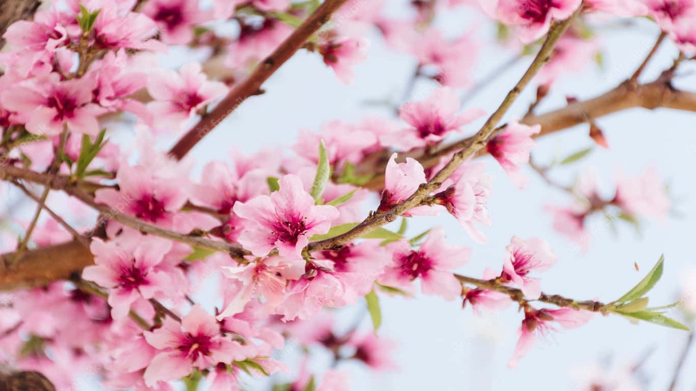 un árbol floreciente rosa con ramas y hojas Fondos de pantalla
