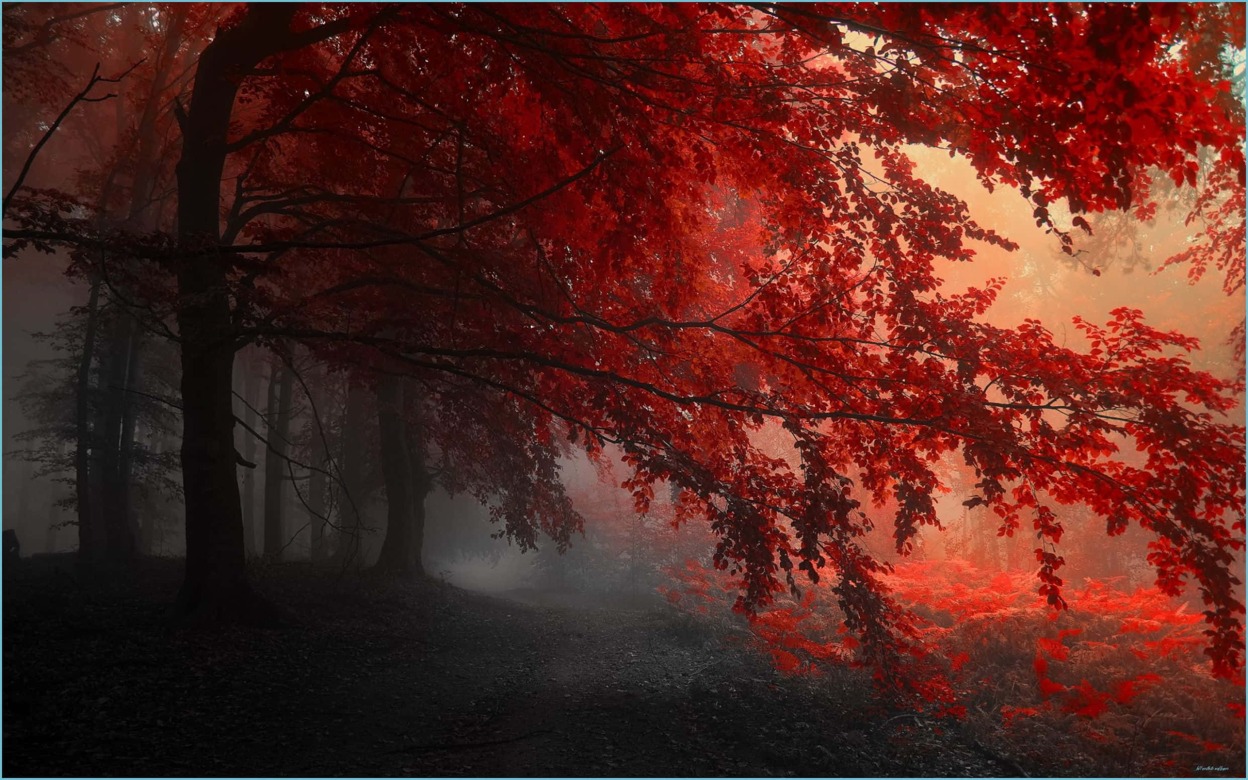 un árbol rojo en la niebla Fondos de pantalla