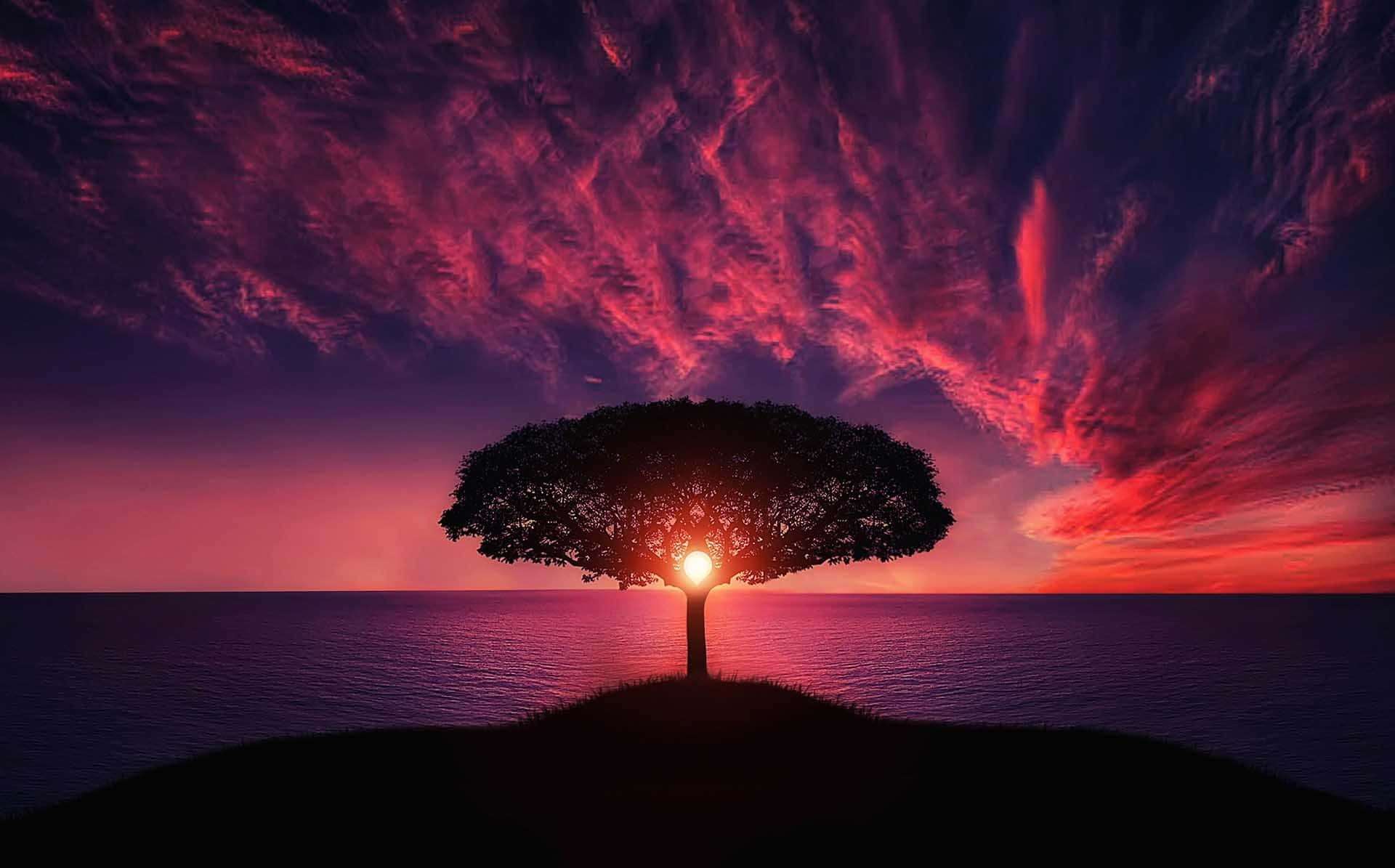 Un árbol se encuentra en la cima de una colina con un atardecer detrás de él Fondos de pantalla